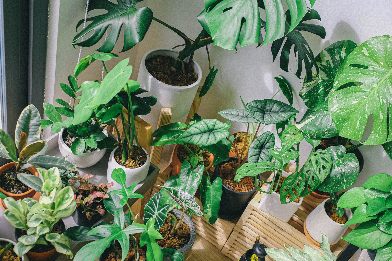 Unbox and care for your shipped plant with ease! Tips on watering, misting, repotting, and quarantine to help your new green friend thrive.