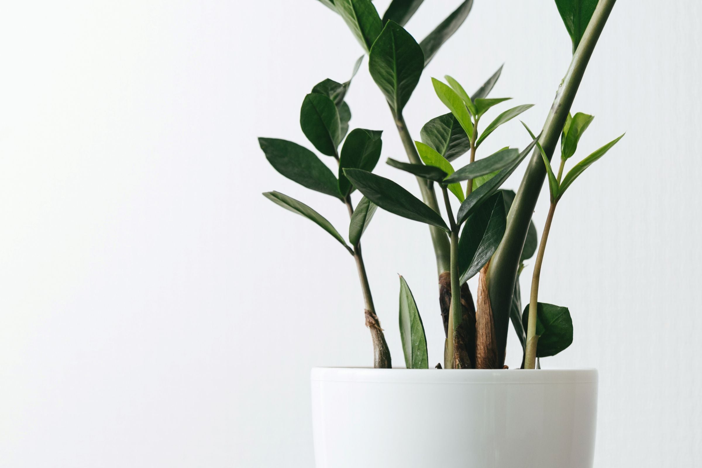 Low-Key (Easy) Plants