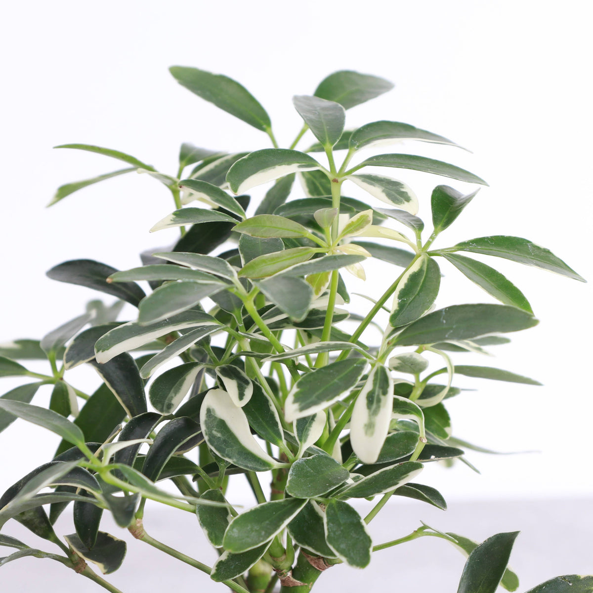 Variegated Schefflera Arboricola 4" Live Plant