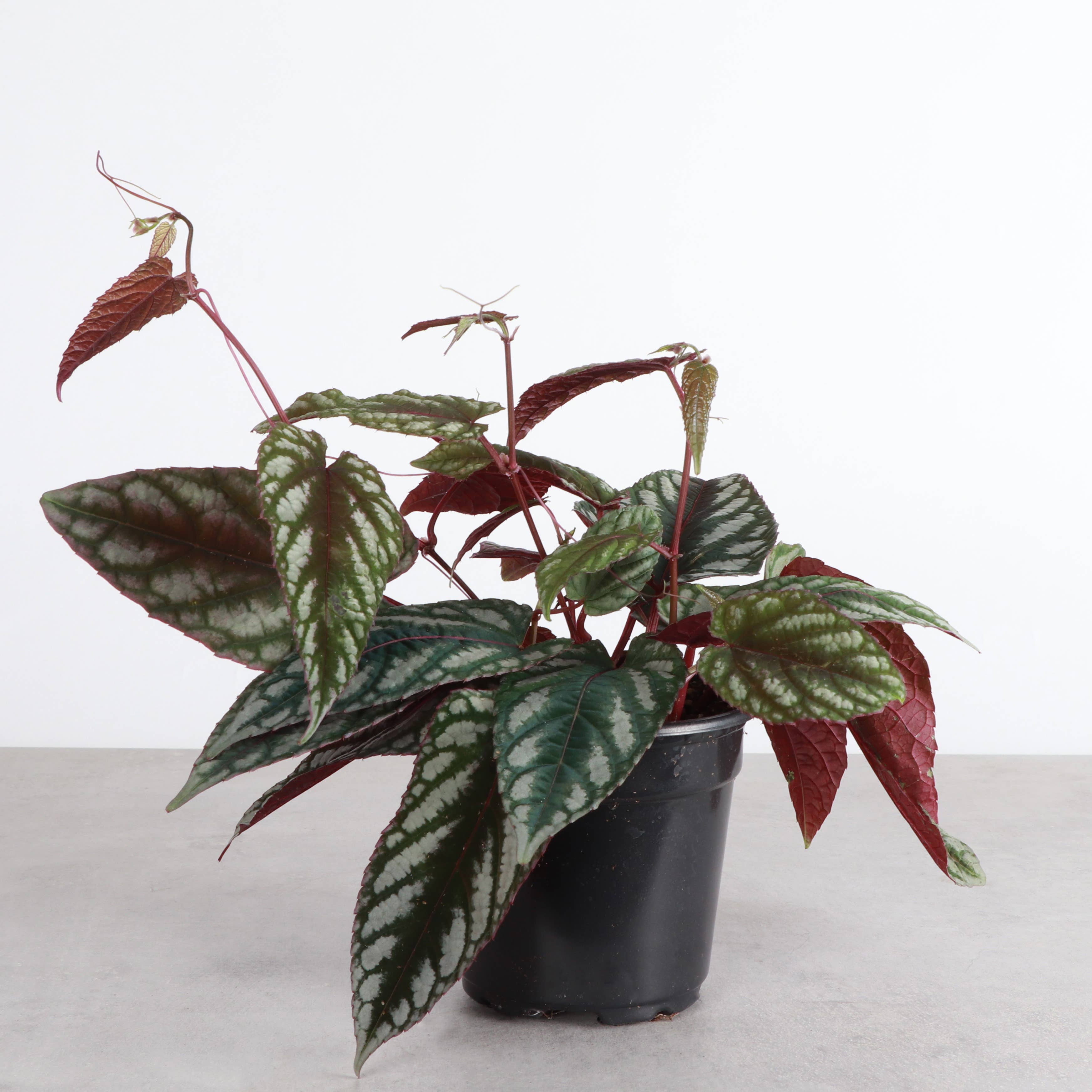 Rex Begonia Vine (Cissus Discolor) Rare Plant