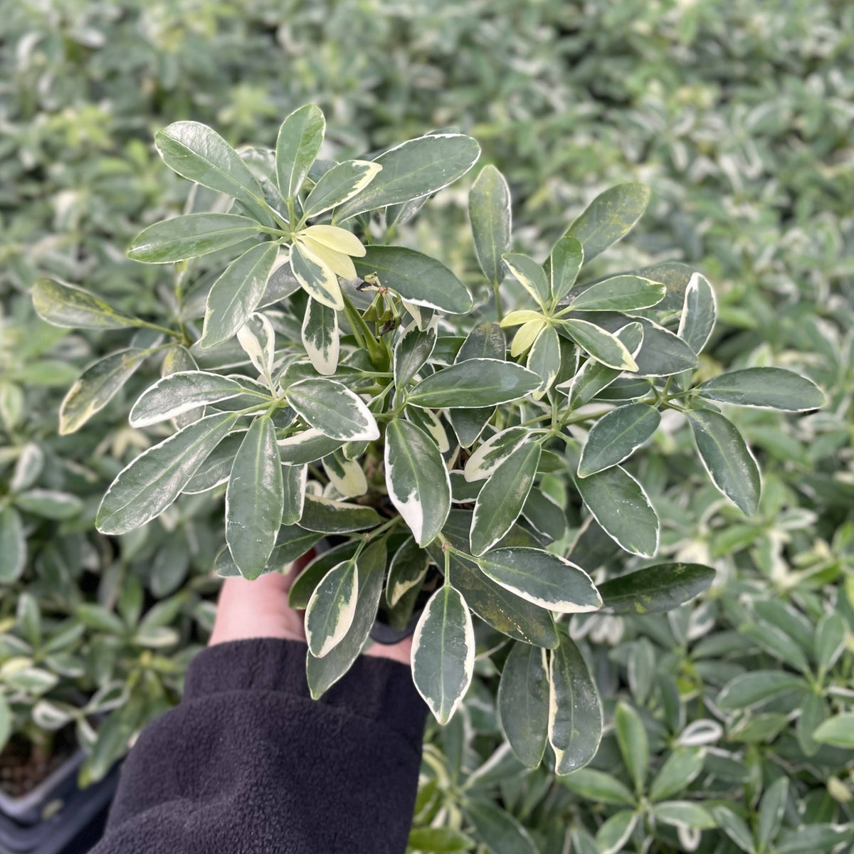 Variegated Schefflera Arboricola 4" Live Plant