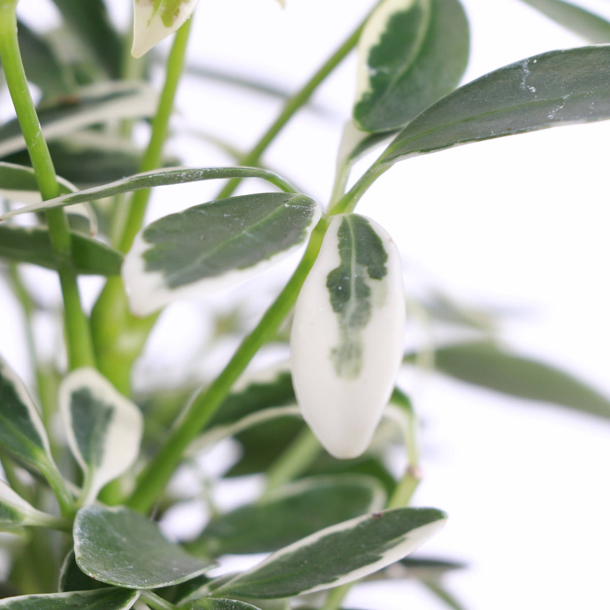 Variegated Schefflera Arboricola 4" Live Plant