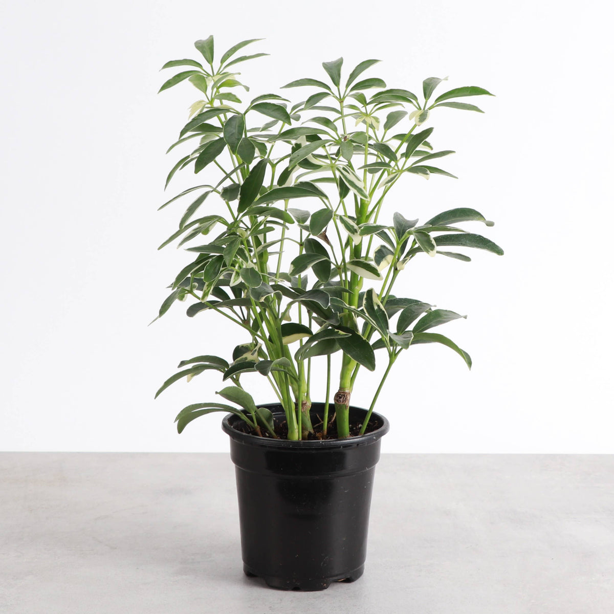 Variegated Schefflera Arboricola 4" Live Plant