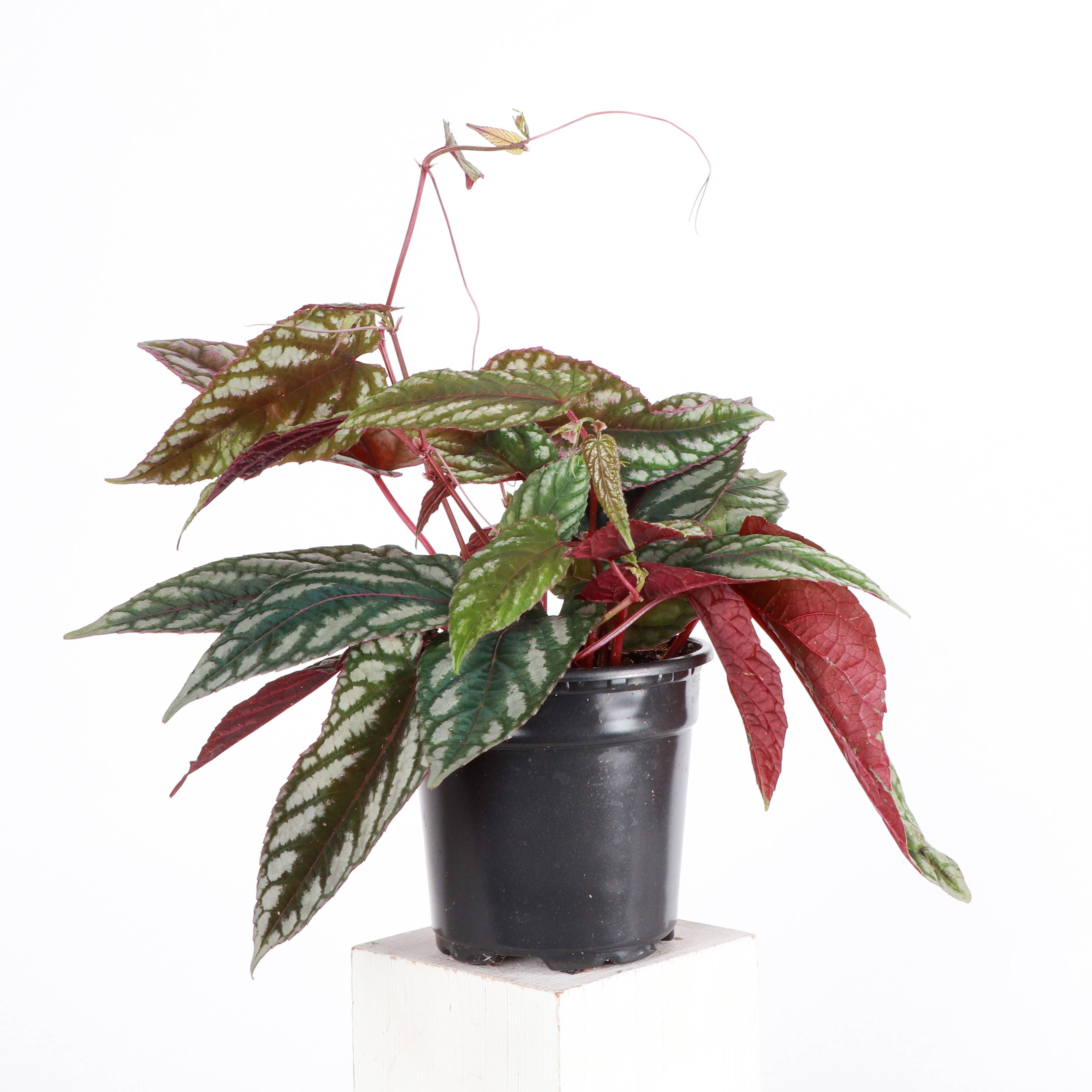 Rex Begonia Vine (Cissus Discolor) Rare Plant