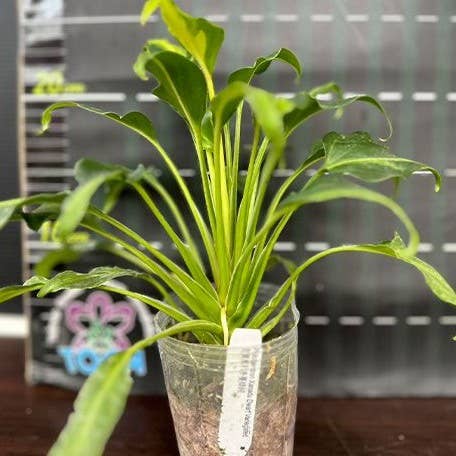 OrchidBox - Philodendron Xanadu Dwarf Variegated 2.5"