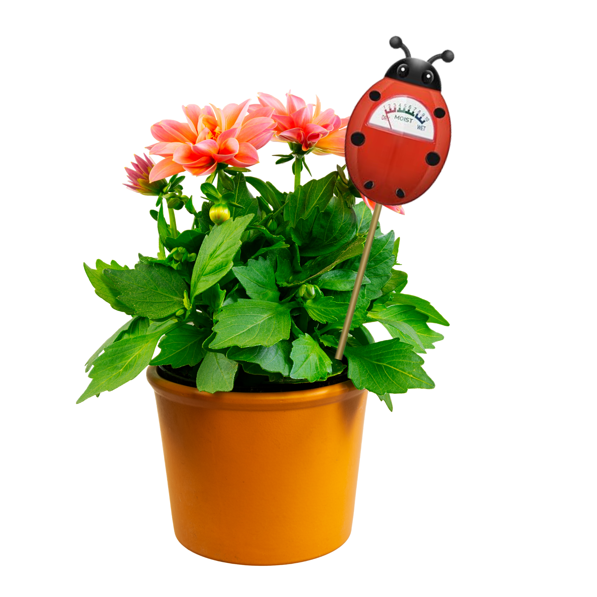 Essential Plant & Terrarium Tool Bundle