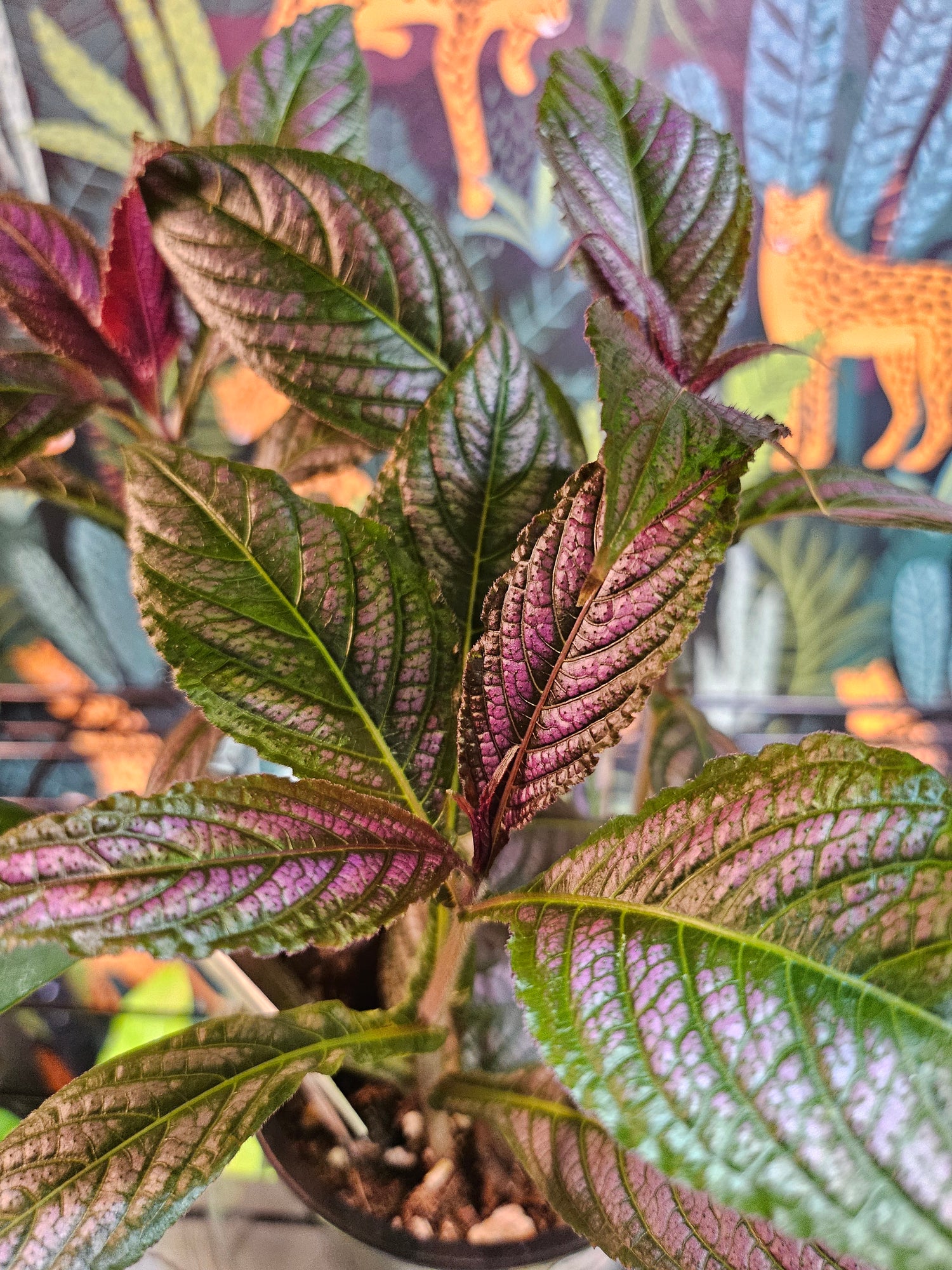 Parisian Shield 4" and 2.5" Plant (Strobilanthes dyerianus)