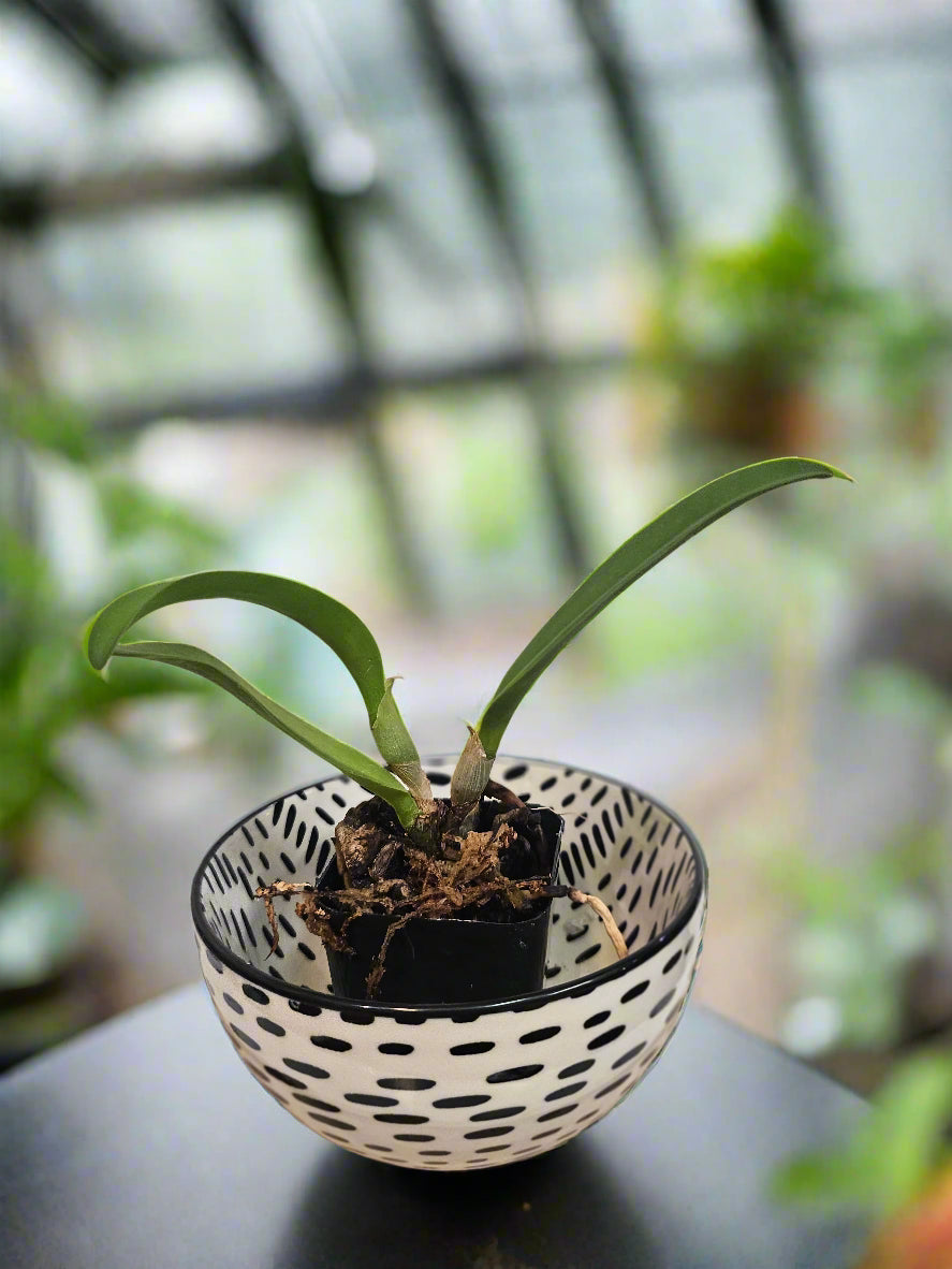 Rhyncholaeliocattleya Rare Hybrid Orchid
