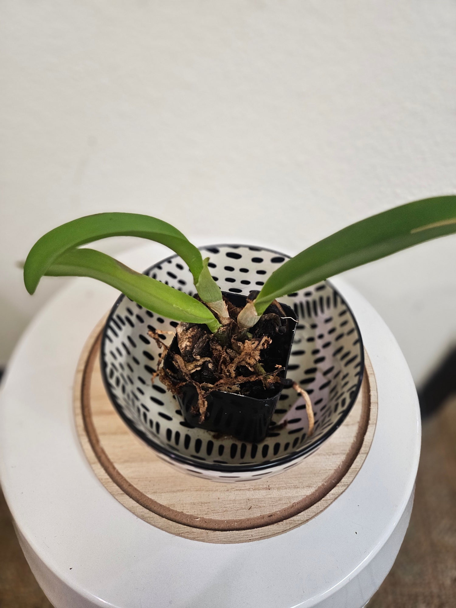 Rhyncholaeliocattleya Rare Hybrid Orchid