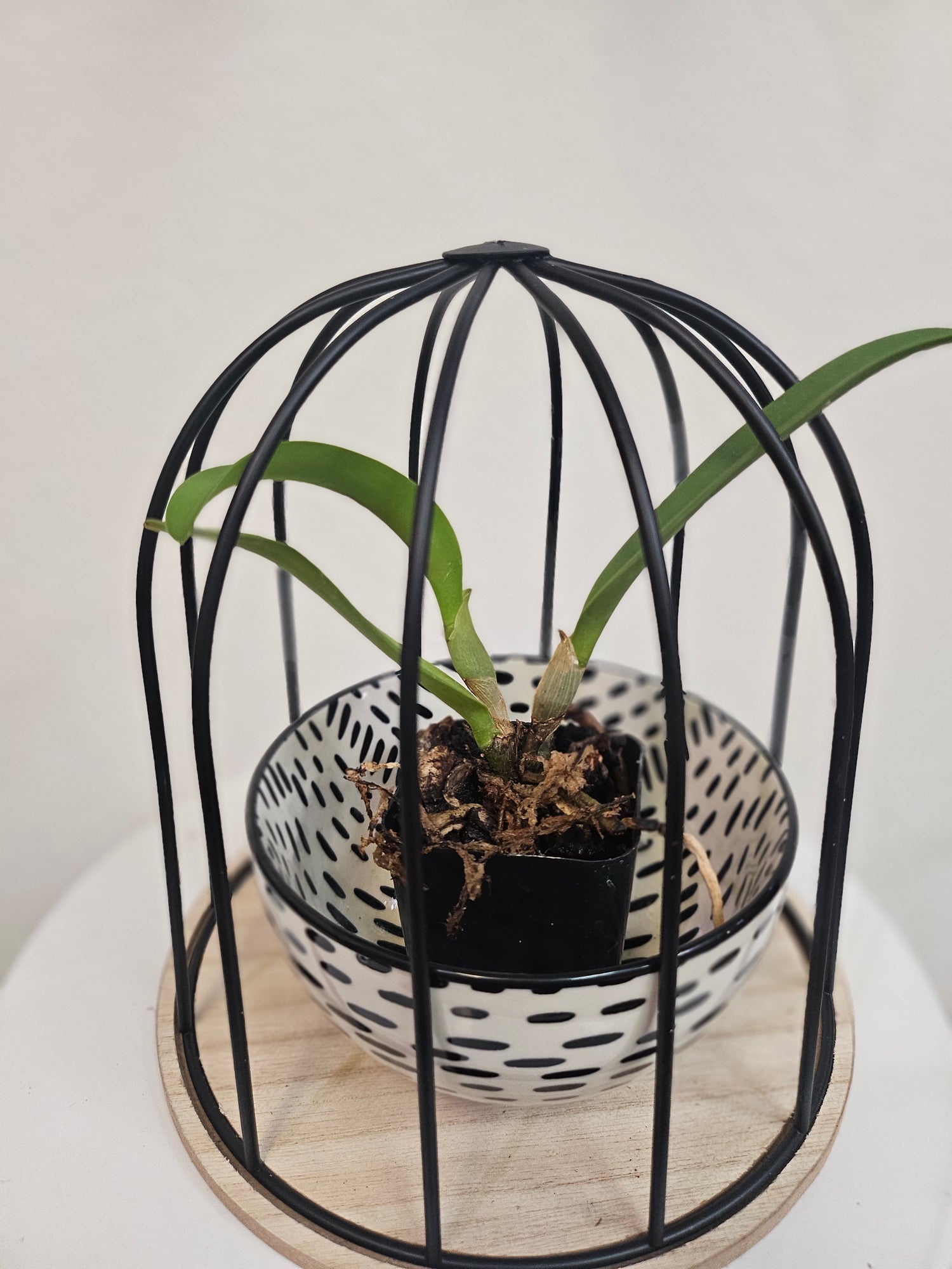 Rhyncholaeliocattleya Rare Hybrid Orchid