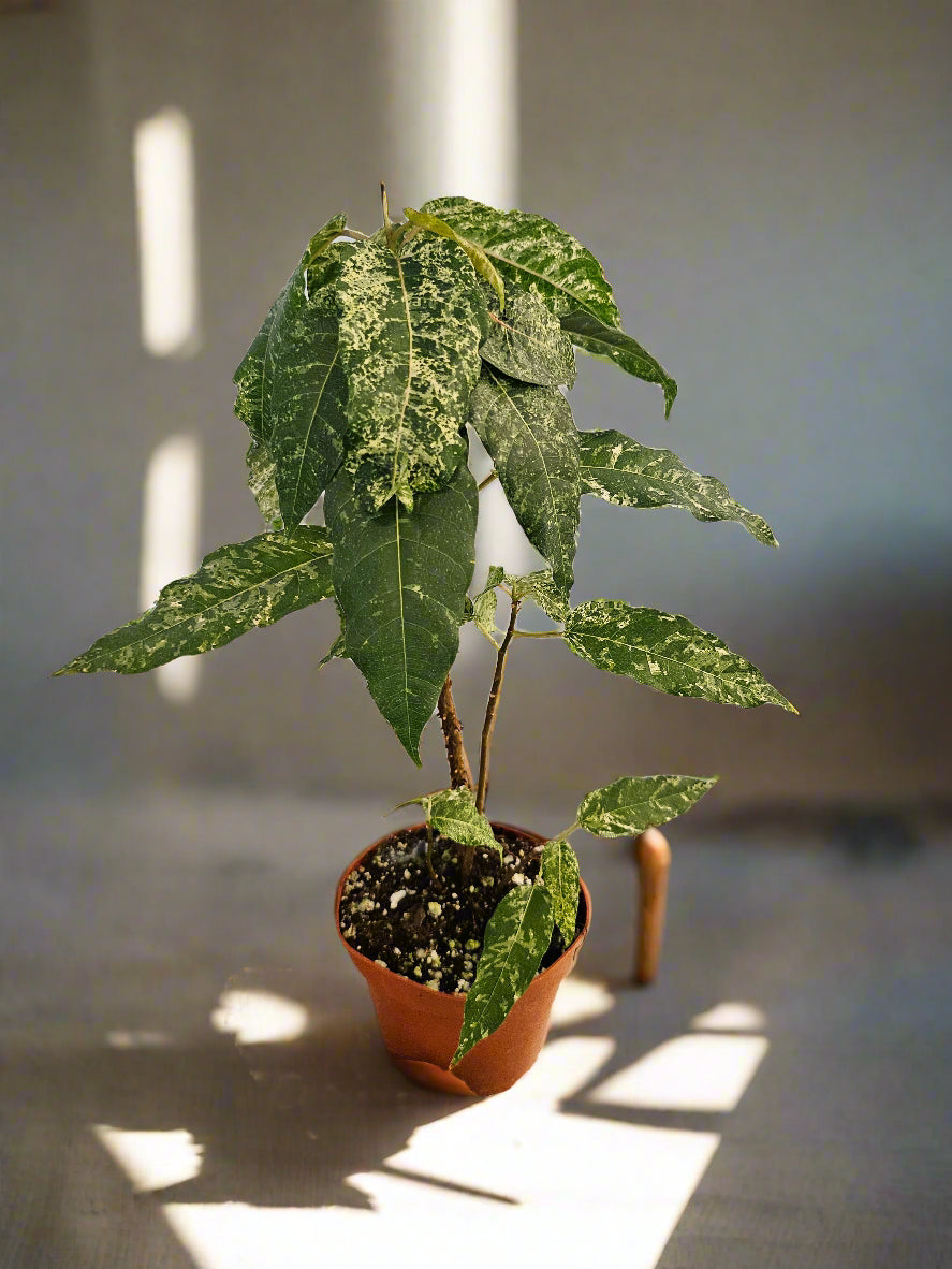 Ficus Aspera Mosaic / Clown Fig 4" Plant