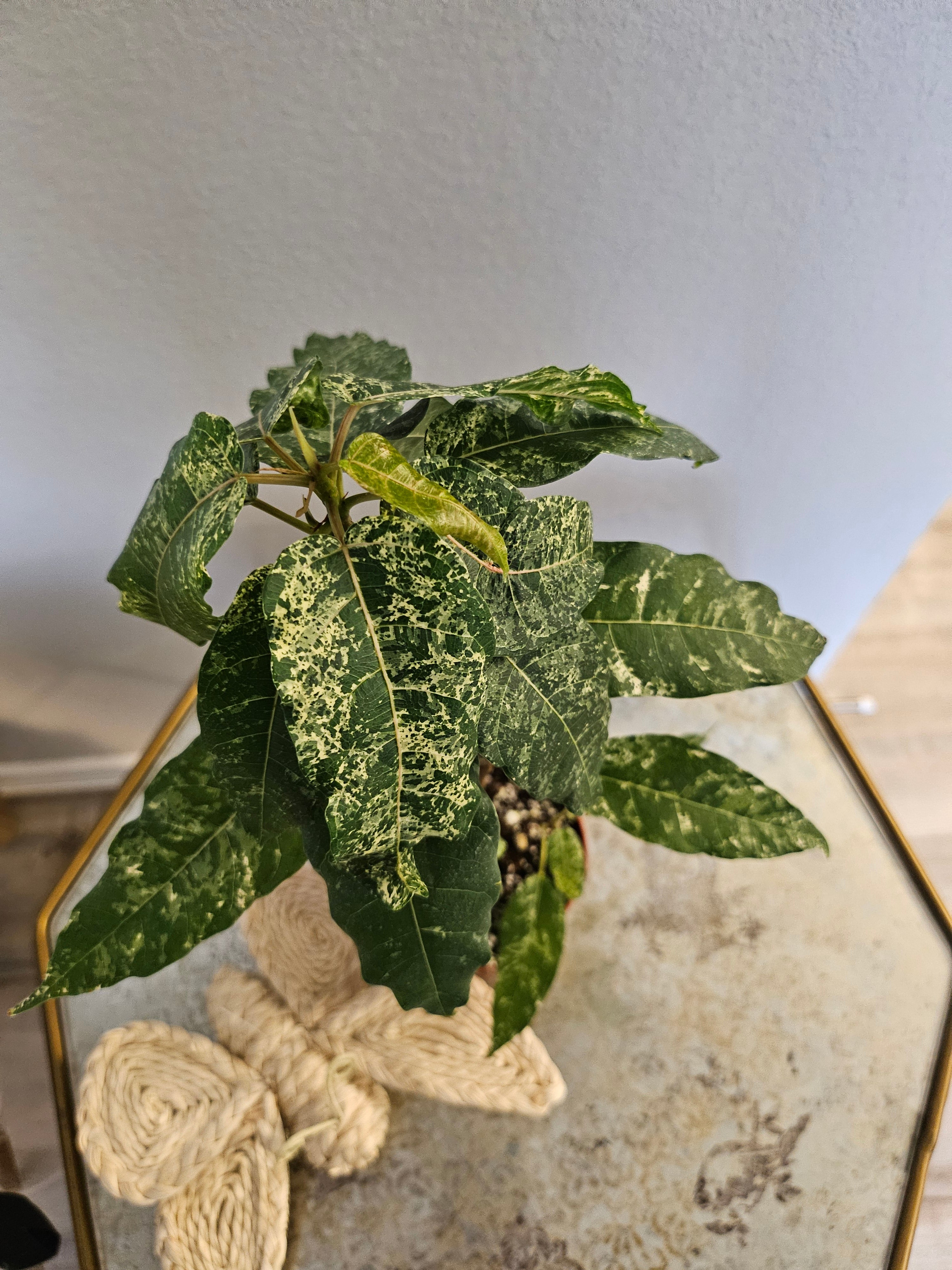 Ficus Aspera Mosaic / Clown Fig 4" Plant