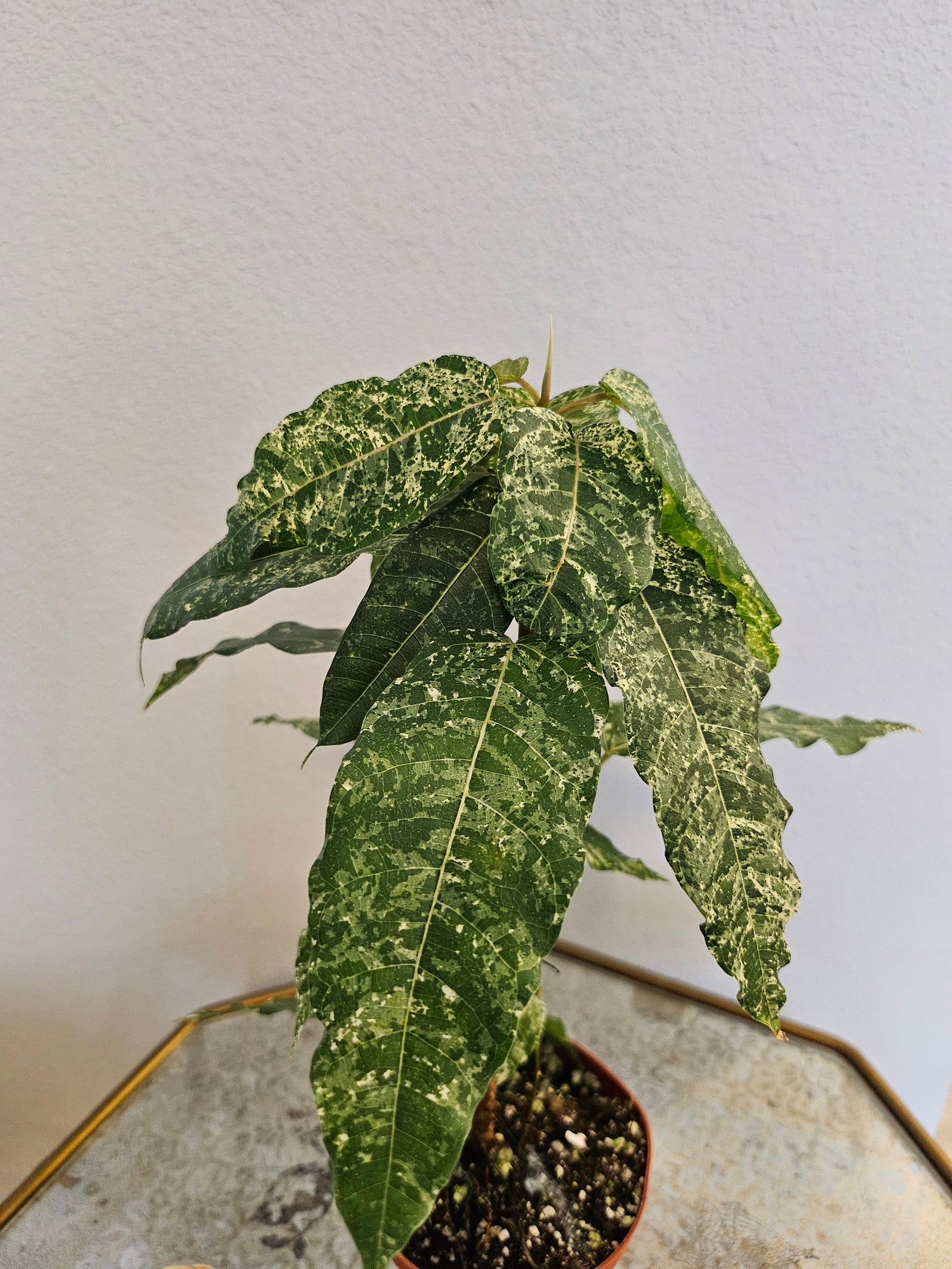 Ficus Aspera Mosaic / Clown Fig 4" Plant