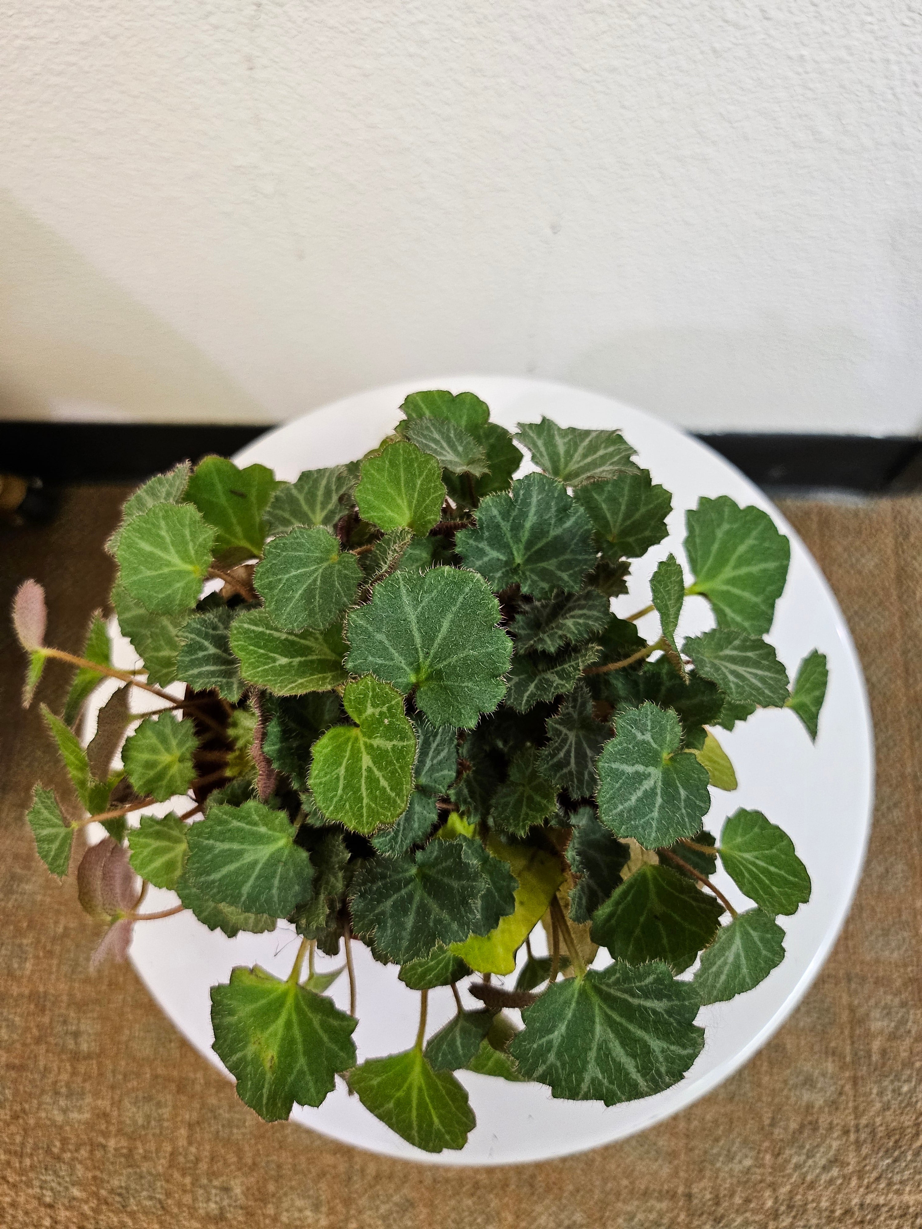 Strawberry Begonia 4" Plant (Saxifraga stolonifera)