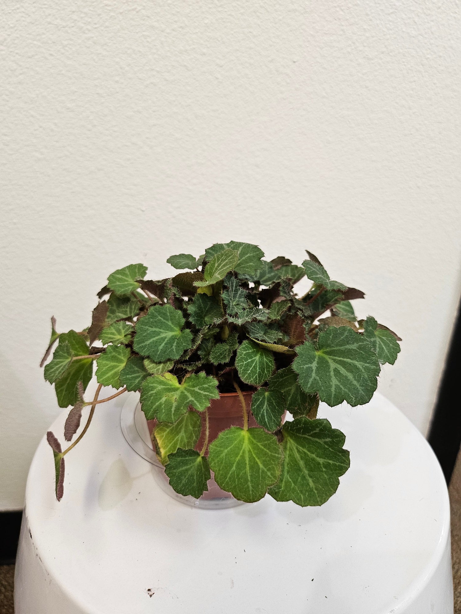 Strawberry Begonia 4" Plant (Saxifraga stolonifera)