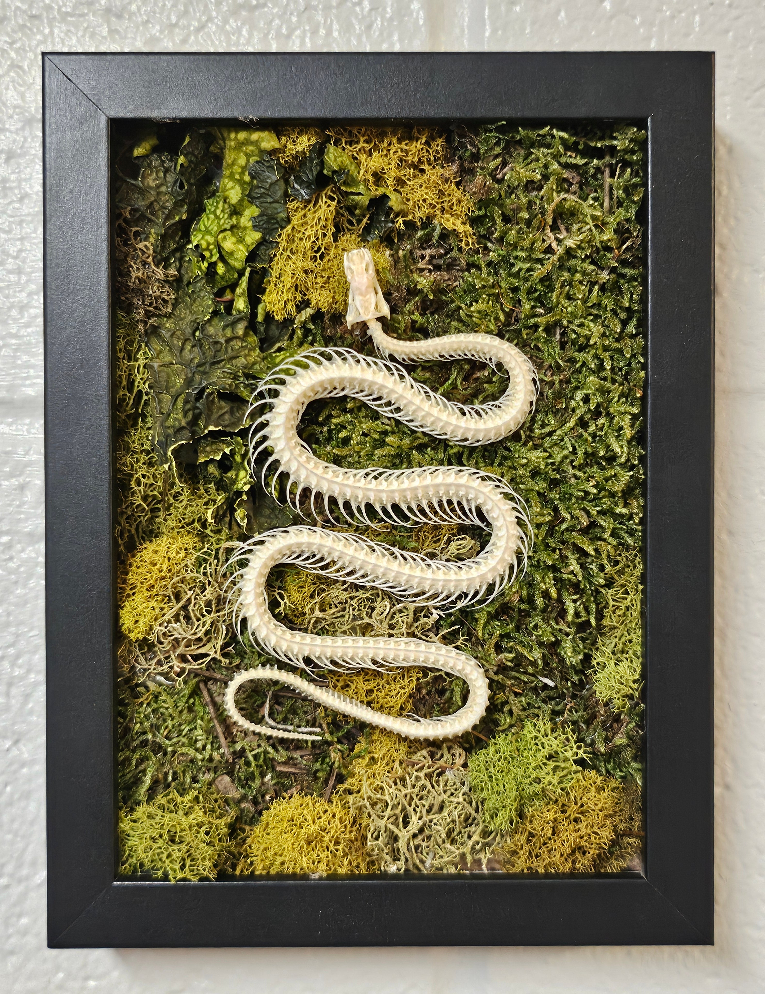 Reclamation Framed Snake Skeleton Mixed Media Moss Art Jungle Relics reclamation-framed-snake-skeleton-mixed-media-moss-art-jungle-relics