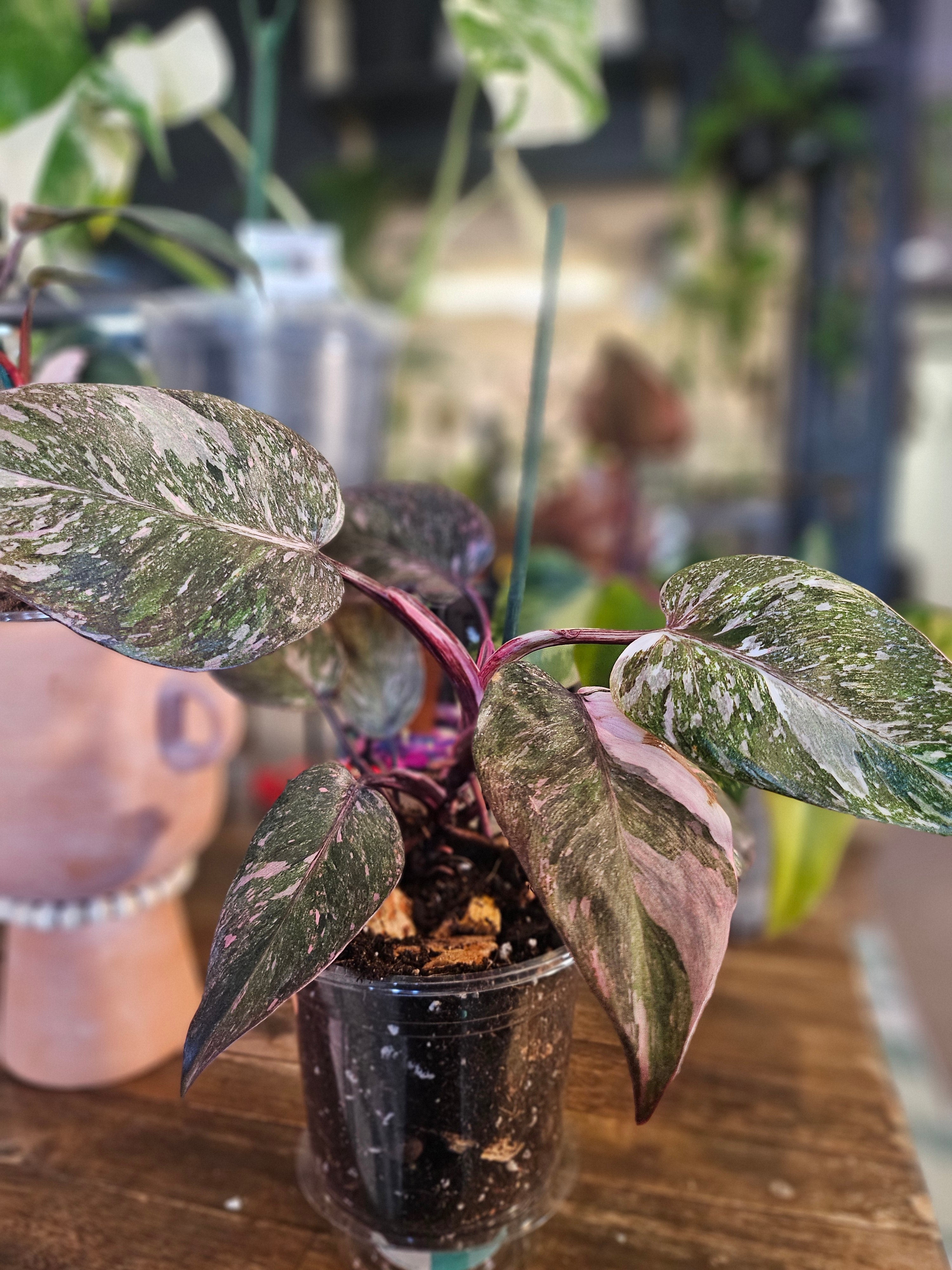 Marble Pink Princess Philodendron Rare Plant (Philodendron erubescens &