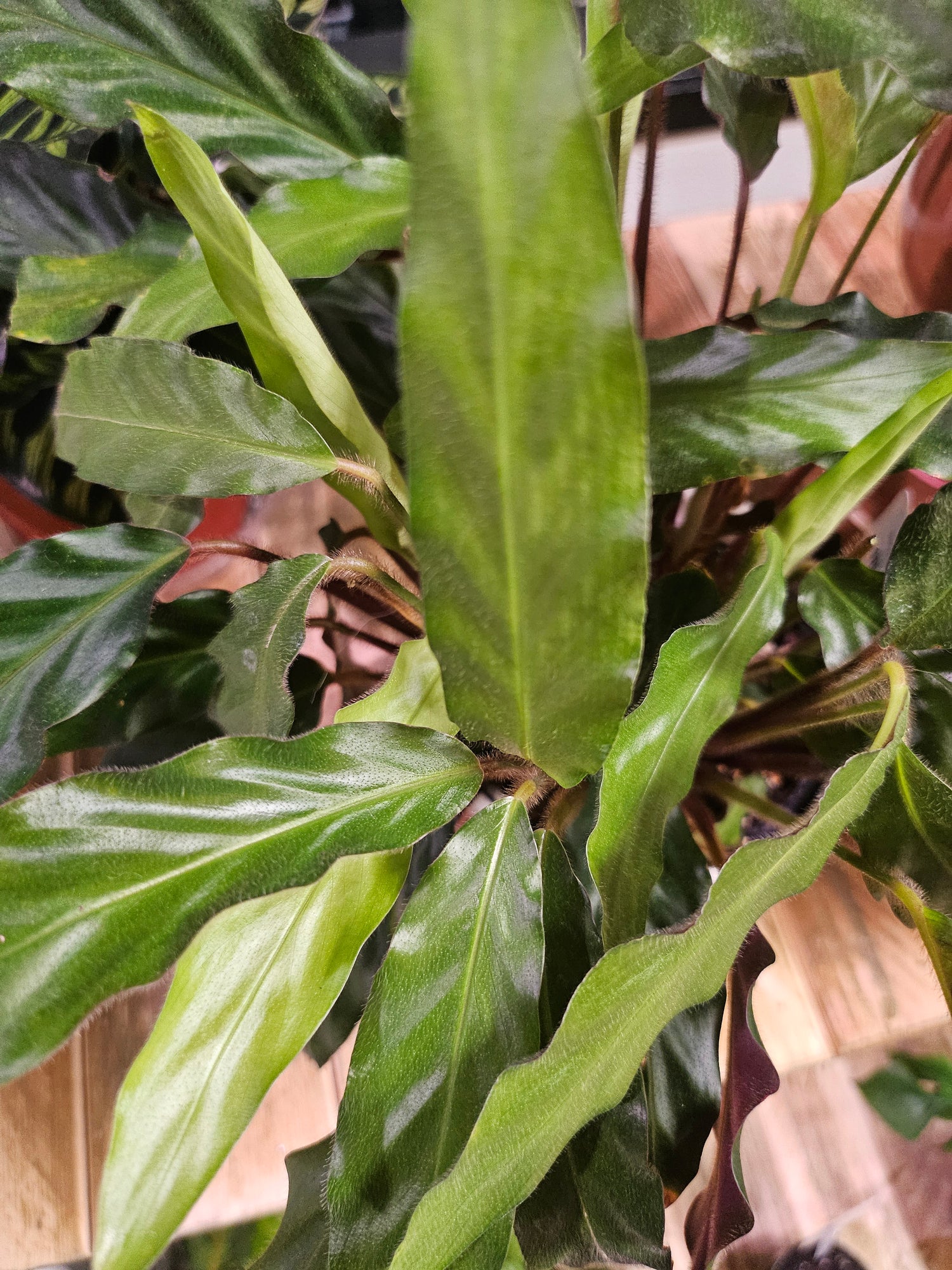 Furry Feather Calathea 5" Plant (Calathea rufibarba)