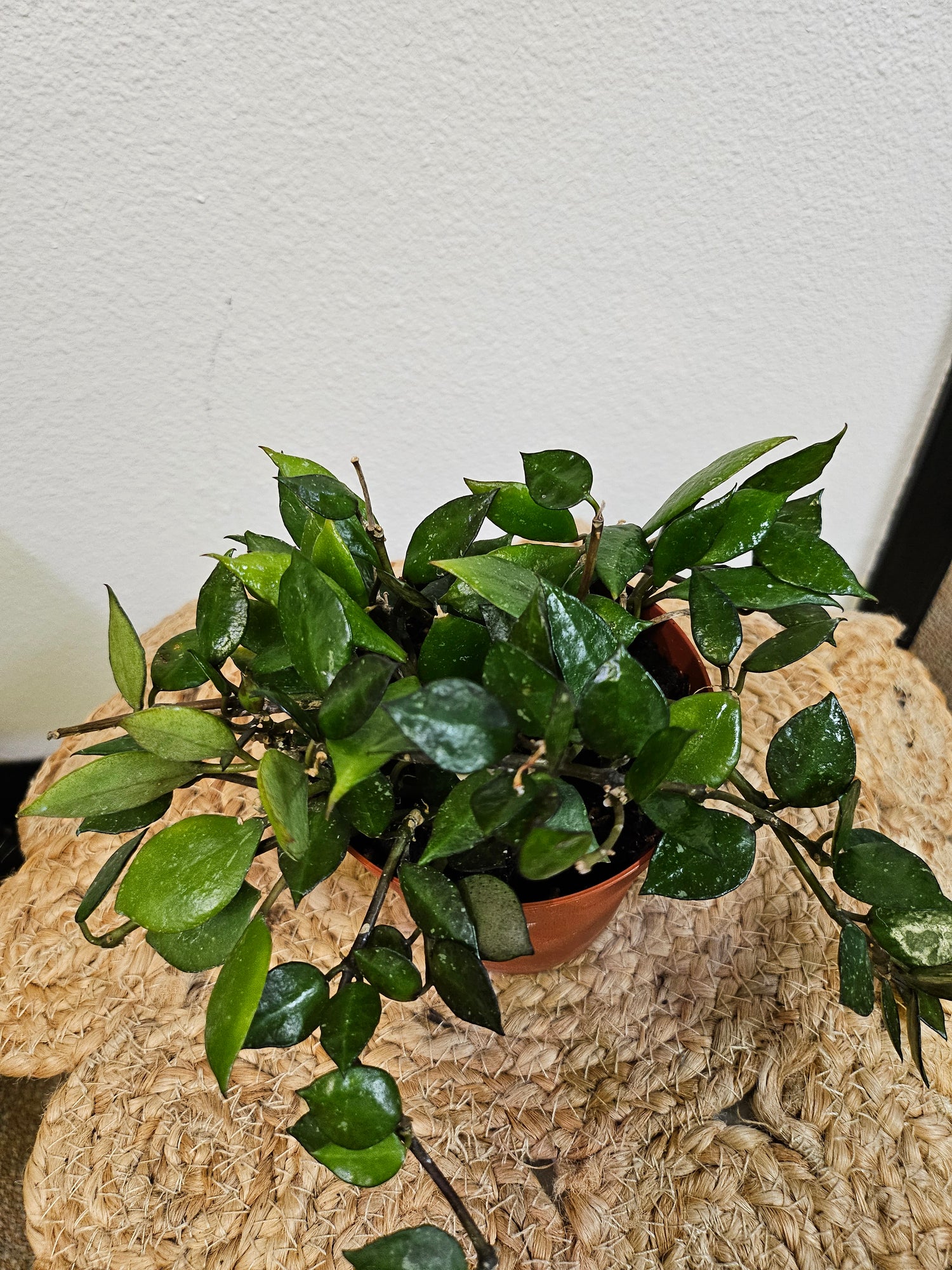 Hoya Krohniana 4" Black Rare Plant