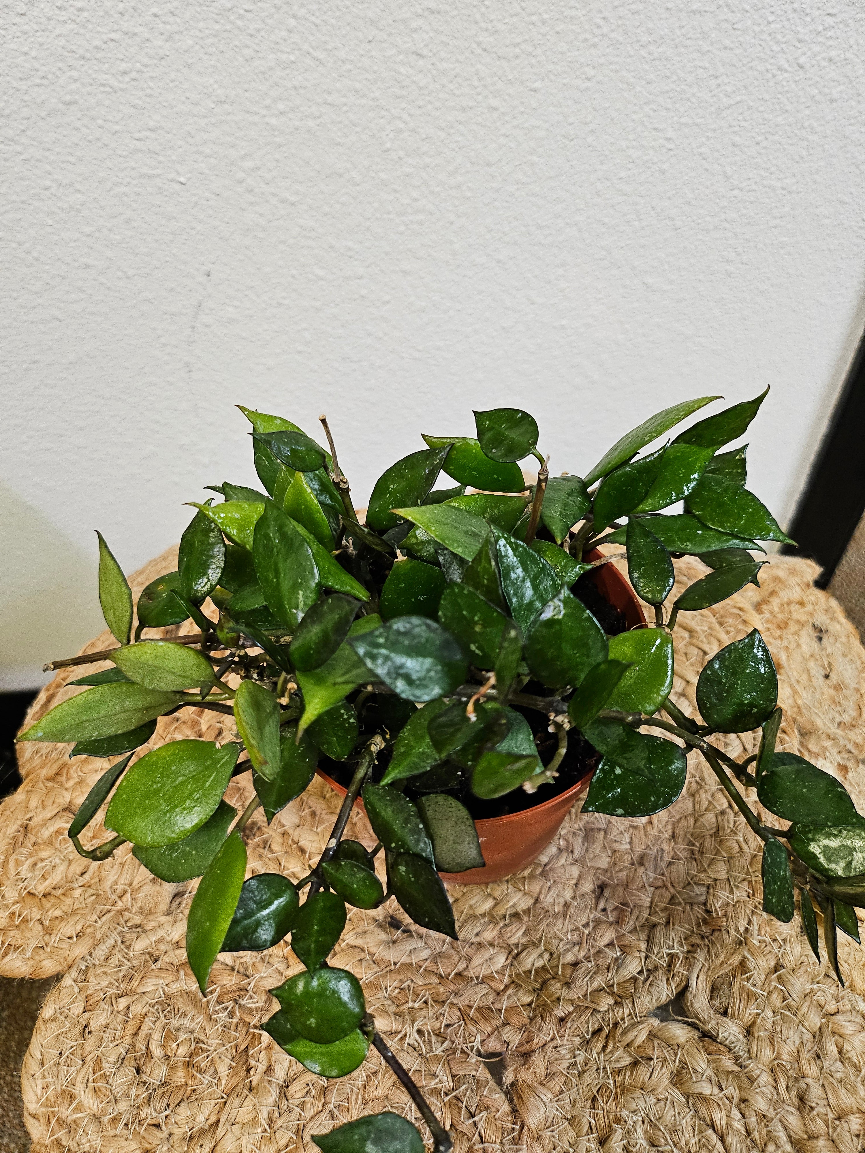 Hoya Krohniana 4" Black Rare Plant