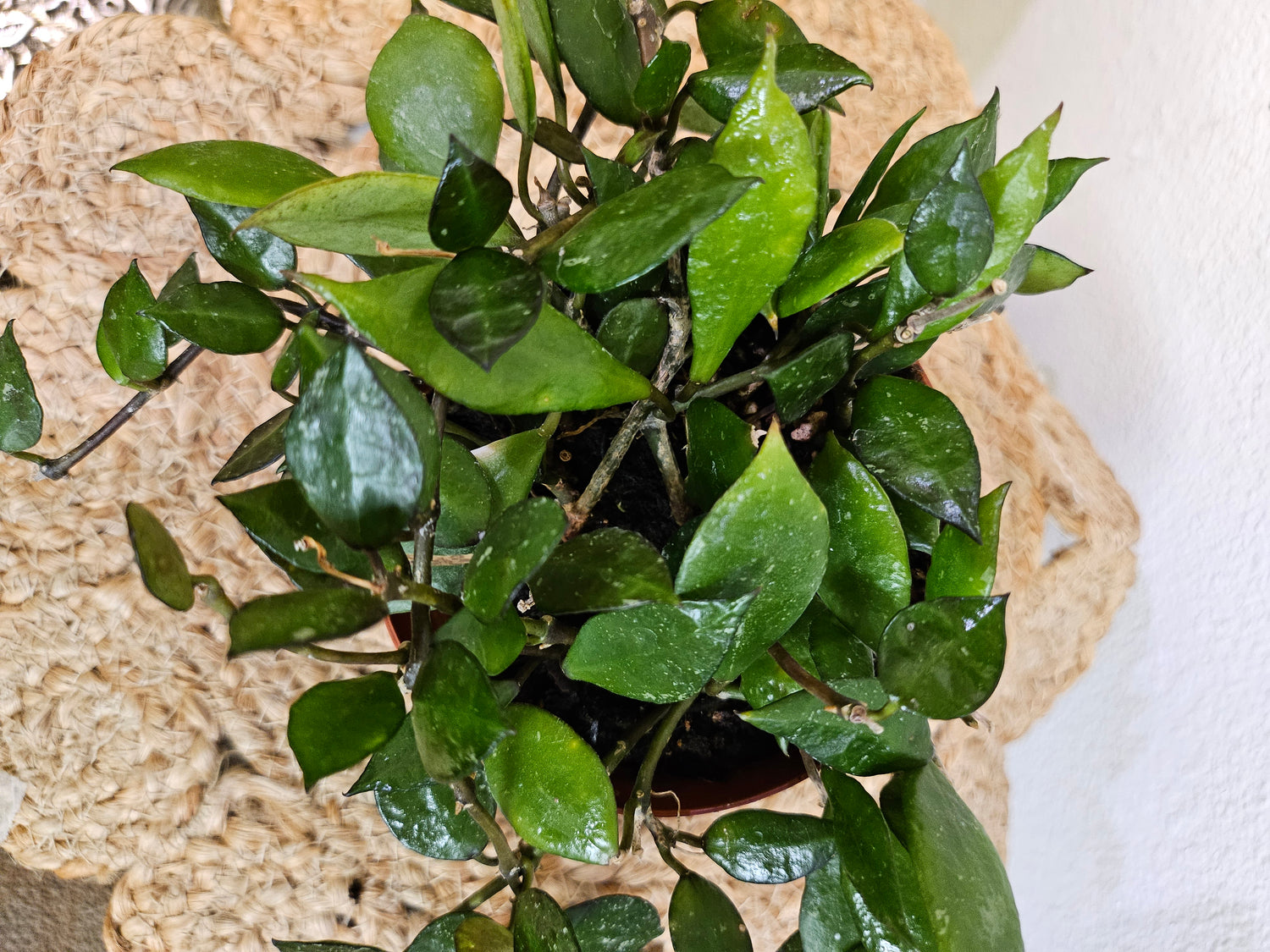 Hoya Krohniana 4" Black Rare Plant
