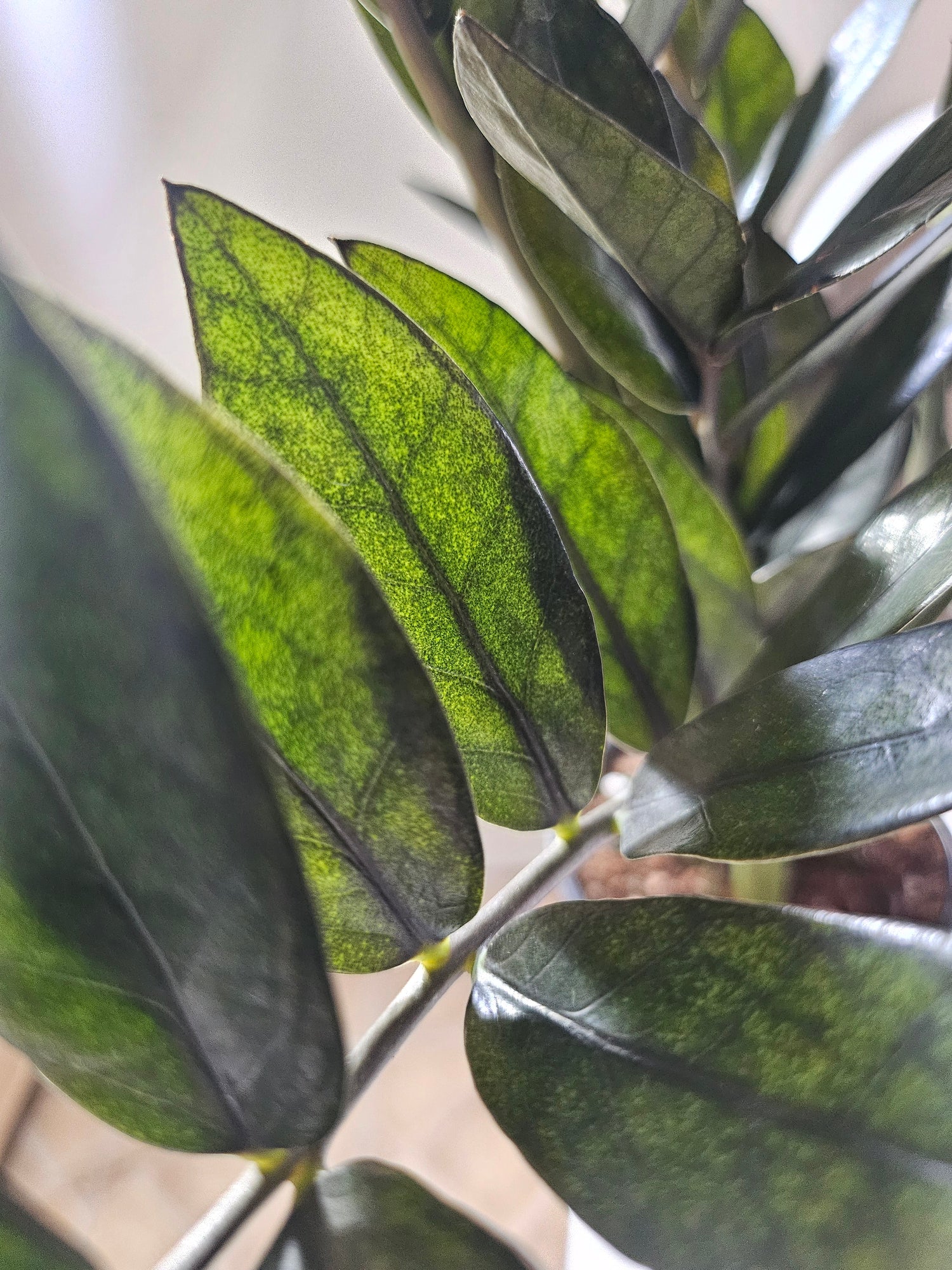 Super Nova ZZ 5" Rare Plant (Zamioculcas zamiifolia)