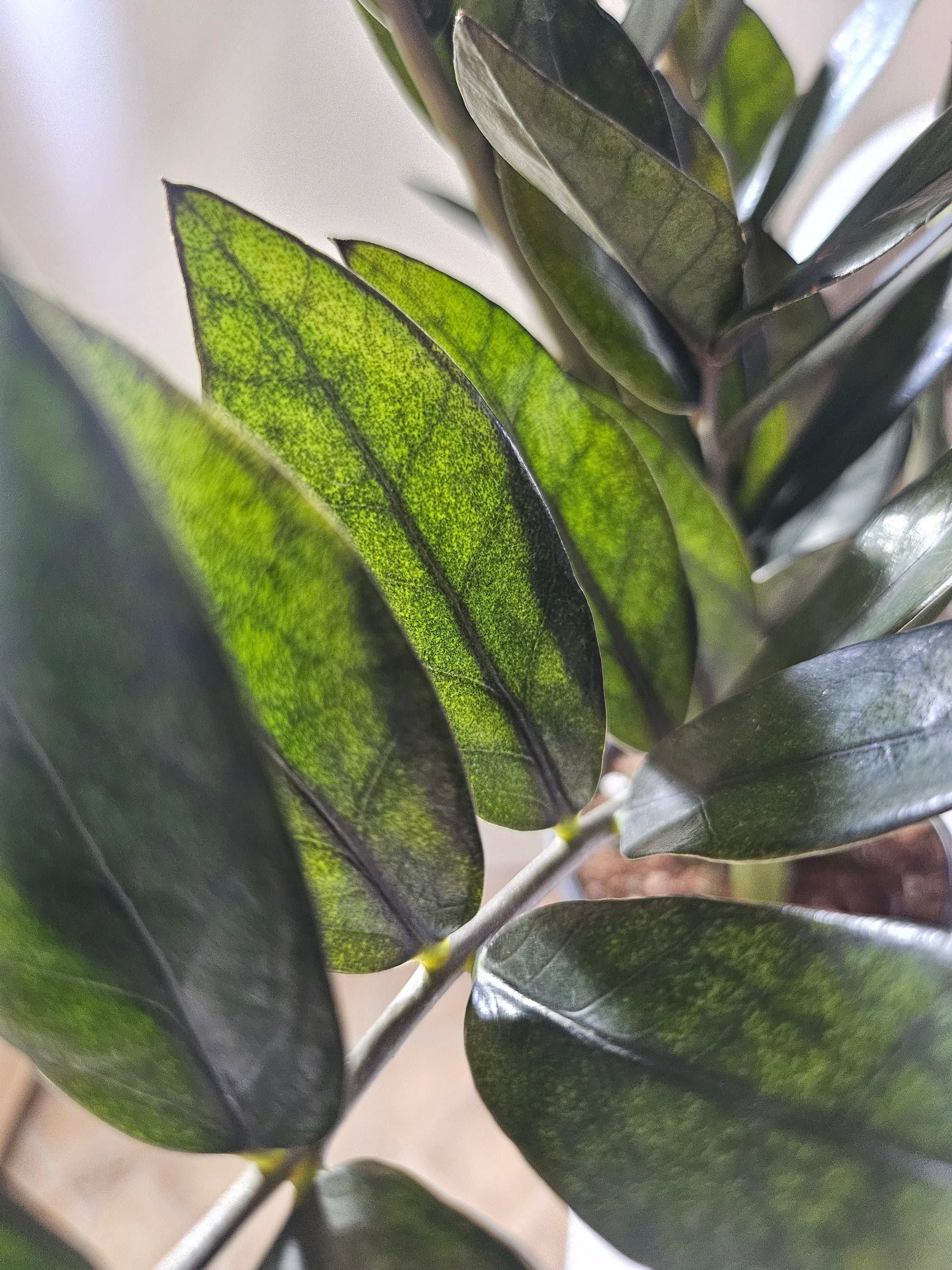 Super Nova ZZ 5" Rare Plant (Zamioculcas zamiifolia)
