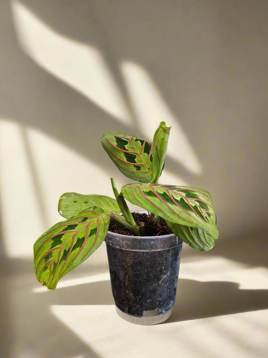 The Red Prayer Plant (Maranta leuconeura) features striking red-veined leaves that fold at night like hands in prayer. This pet-safe, trailing plant thrives in medium to bright indirect light and adapts to low light. Ideal for hanging baskets, it adds vibrant color and charm to any home while being low maintenance.