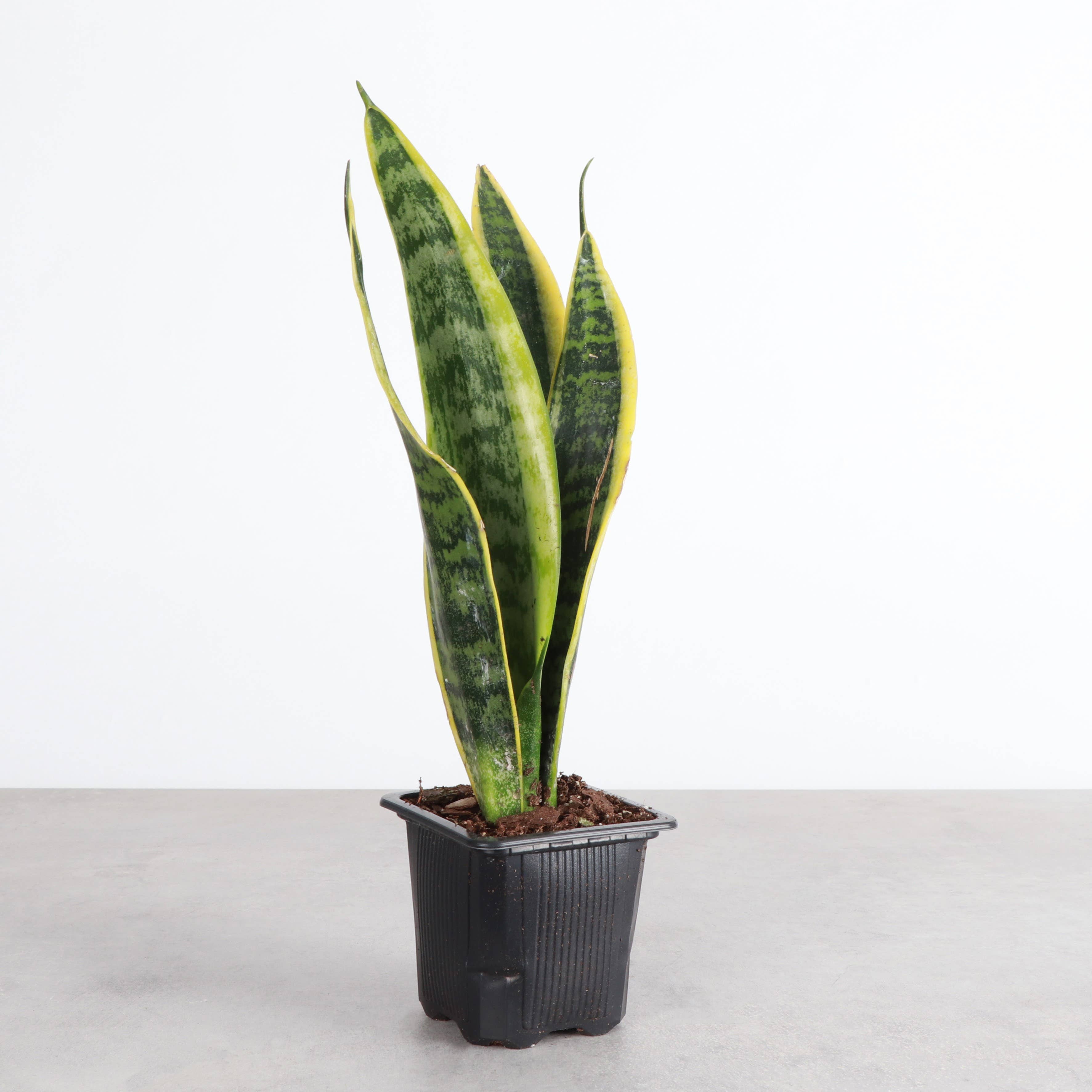 Variegated Laurentii Snake Plant (Dracaena trifasciata)