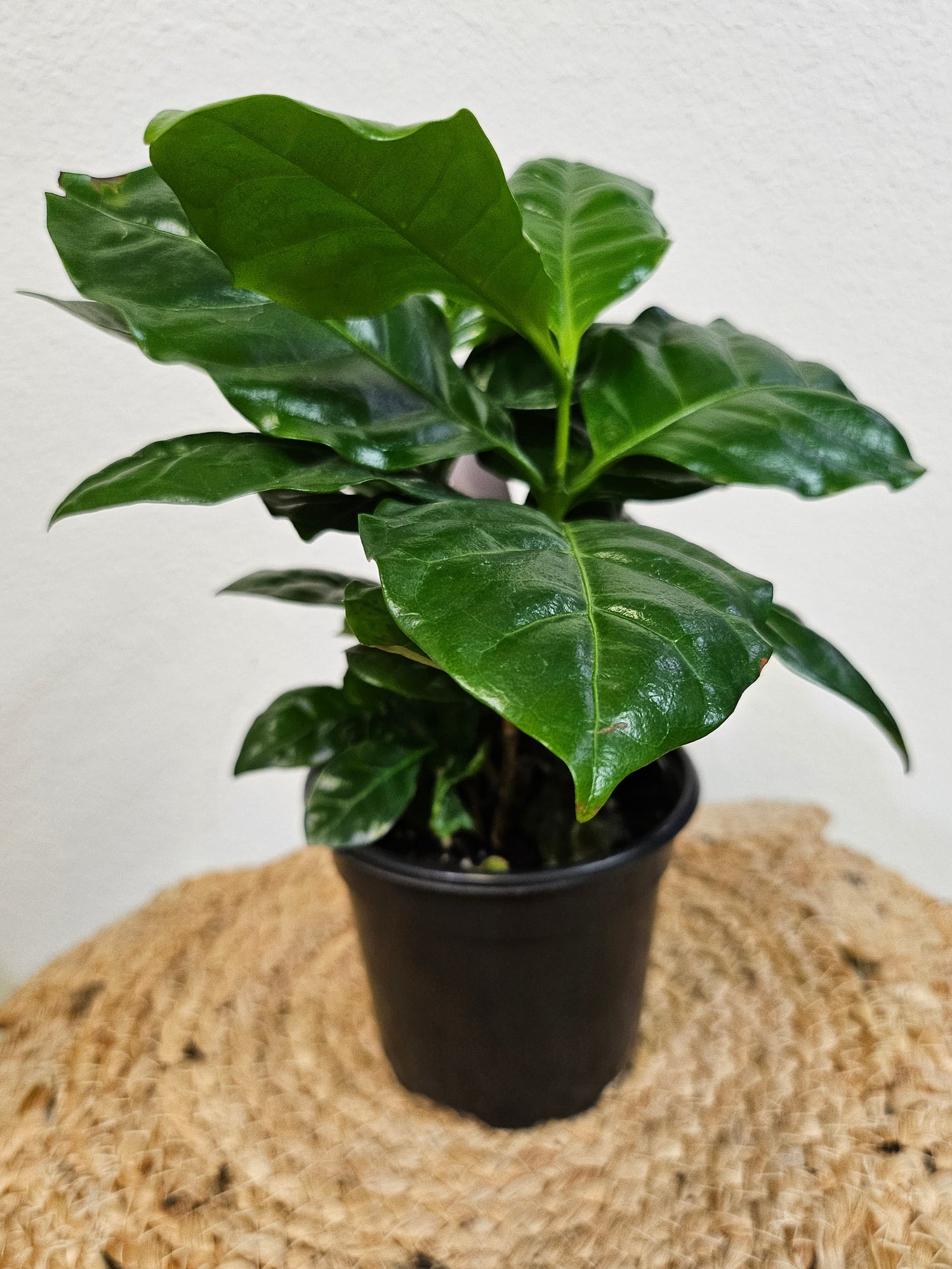 Coffea arabica