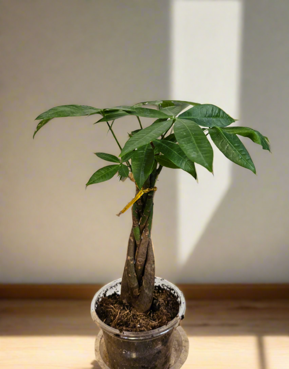 The Money Tree (Pachira aquatica) is a stunning non-toxic houseplant with a braided trunk and lush green leaves, symbolizing luck and prosperity. Perfect for beginners, it thrives in bright, indirect light with minimal care. A stylish, pet-friendly addition that brings positivity and elegance to any home or office.