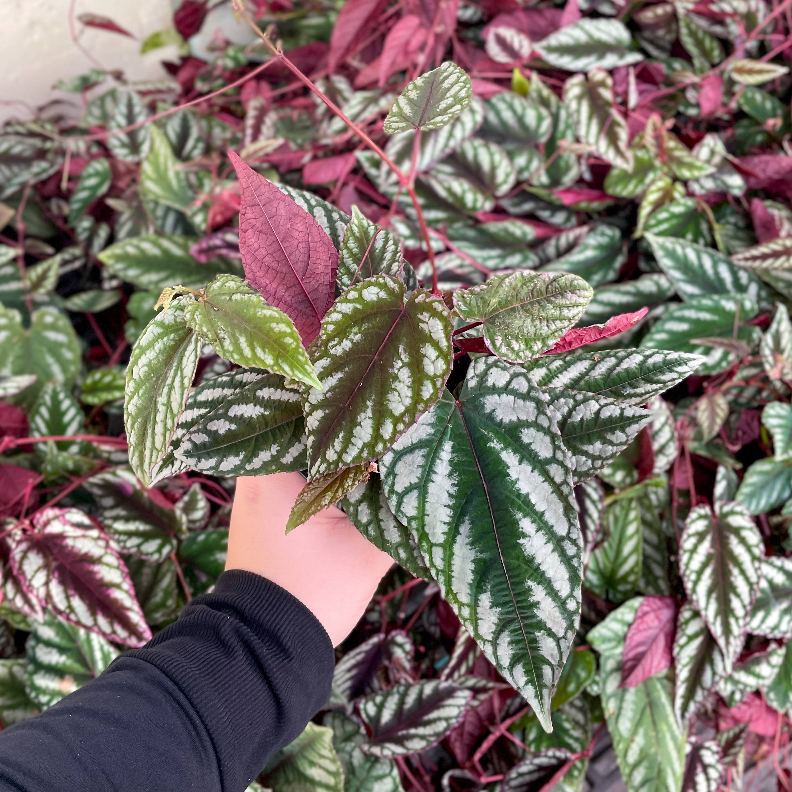 Rex Begonia Vine (Cissus Discolor) Rare Plant