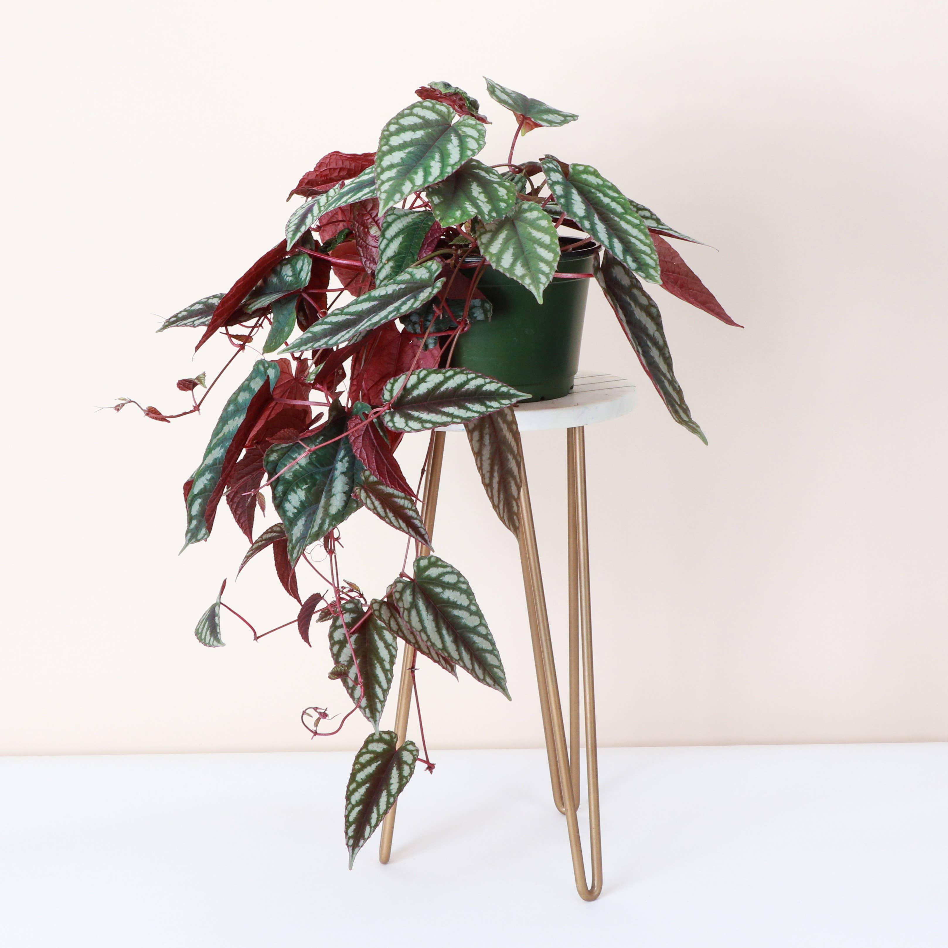 Rex Begonia Vine (Cissus Discolor) Rare Plant