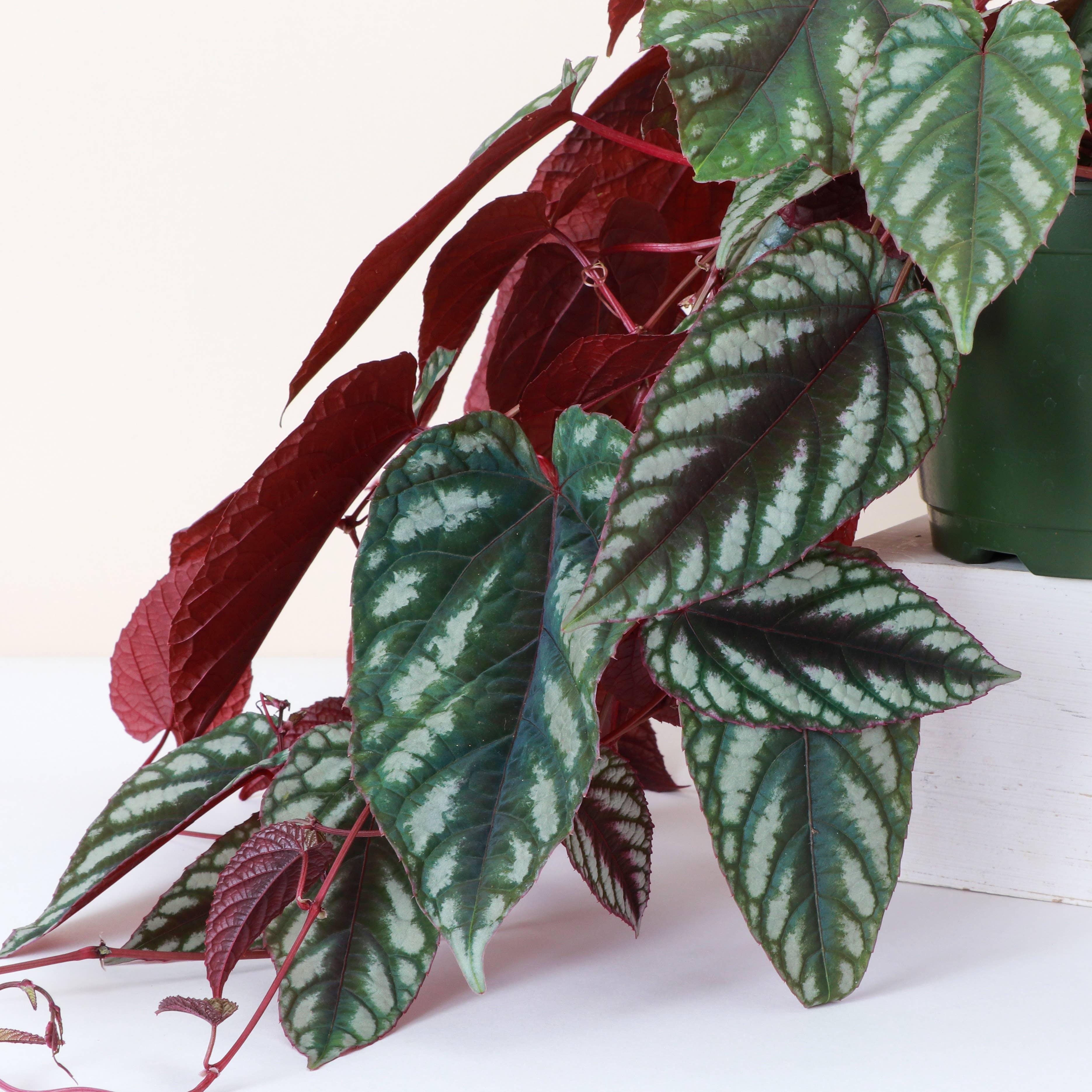 Rex Begonia Vine (Cissus Discolor) Rare Plant