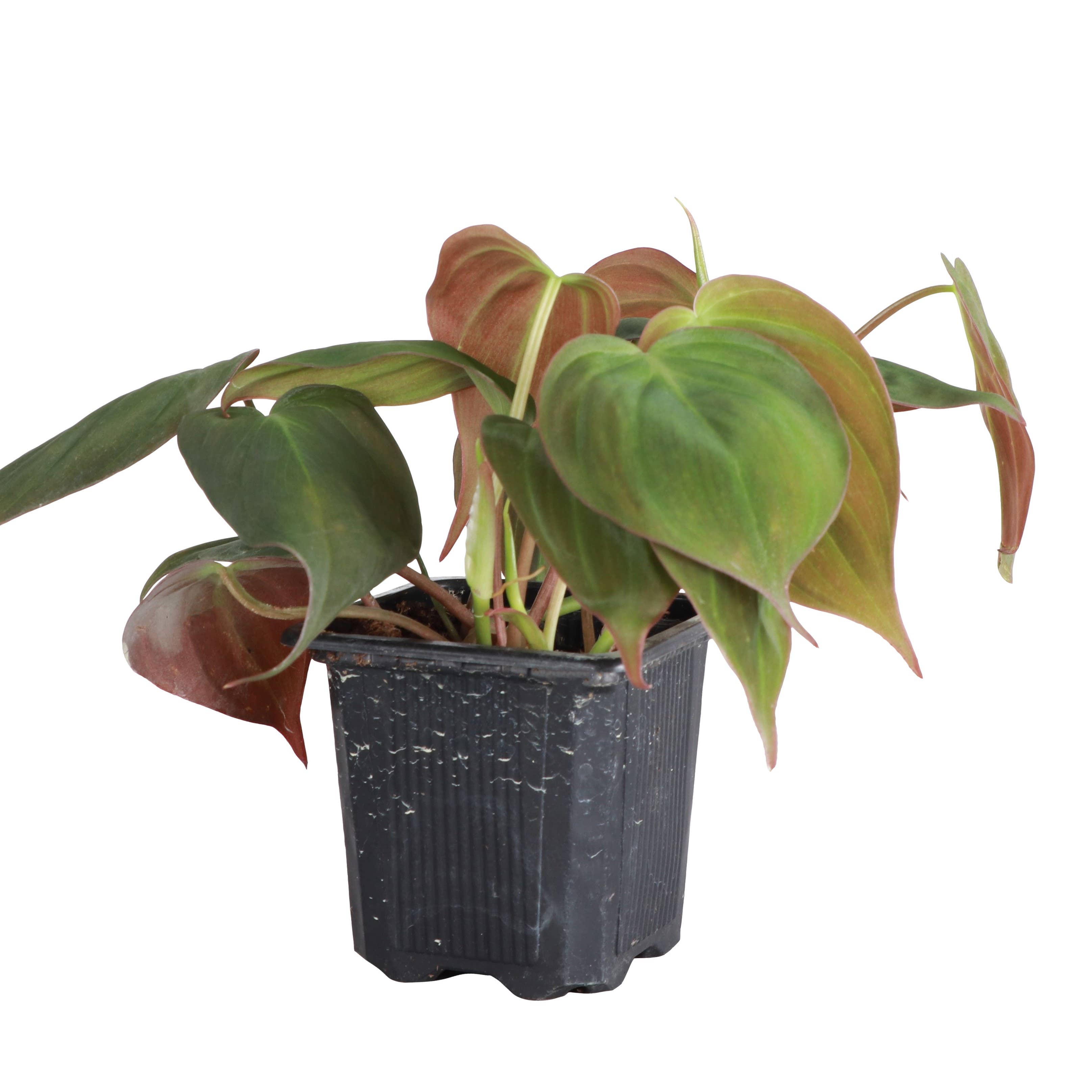 Philodendron Micans 4" Plant (Philodendron hederaceum ‘Micans’)