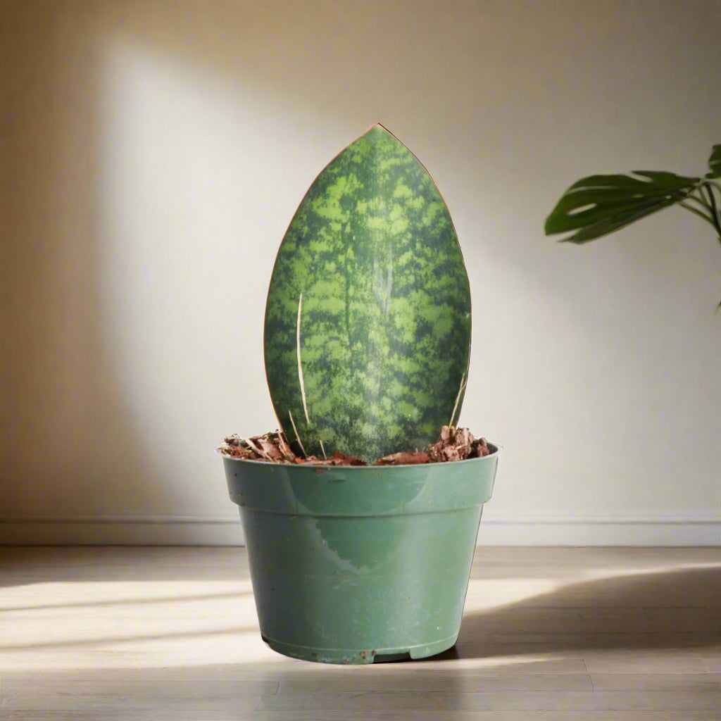 The Whale Fin Snake Plant is perfect for those seeking a hardy, low-maintenance plant with unique, statement-making leaves. Add this drought-tolerant beauty to your home and enjoy its minimal care needs and striking form!