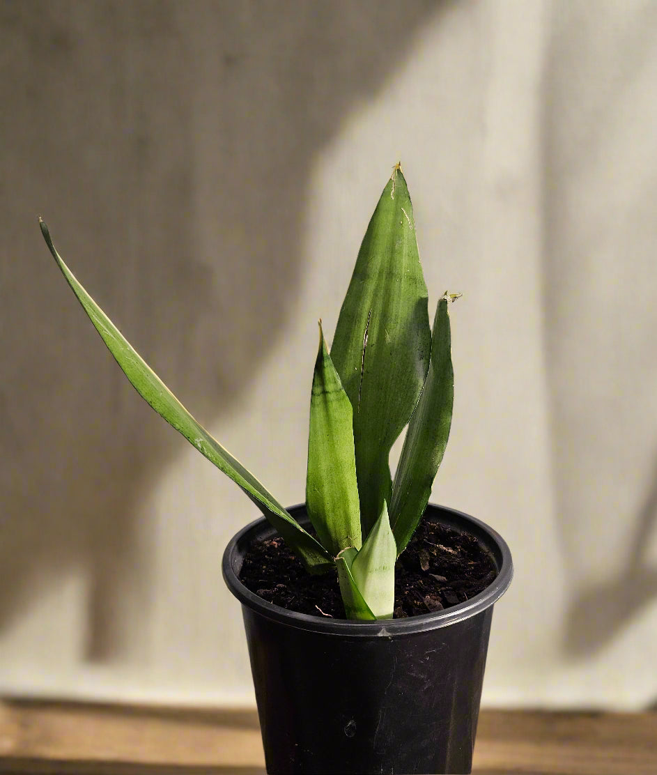 The Moonshine Snake Plant features silvery-green leaves and sleek form. Low-maintenance, air-purifying, and perfect for modern, minimalist spaces.