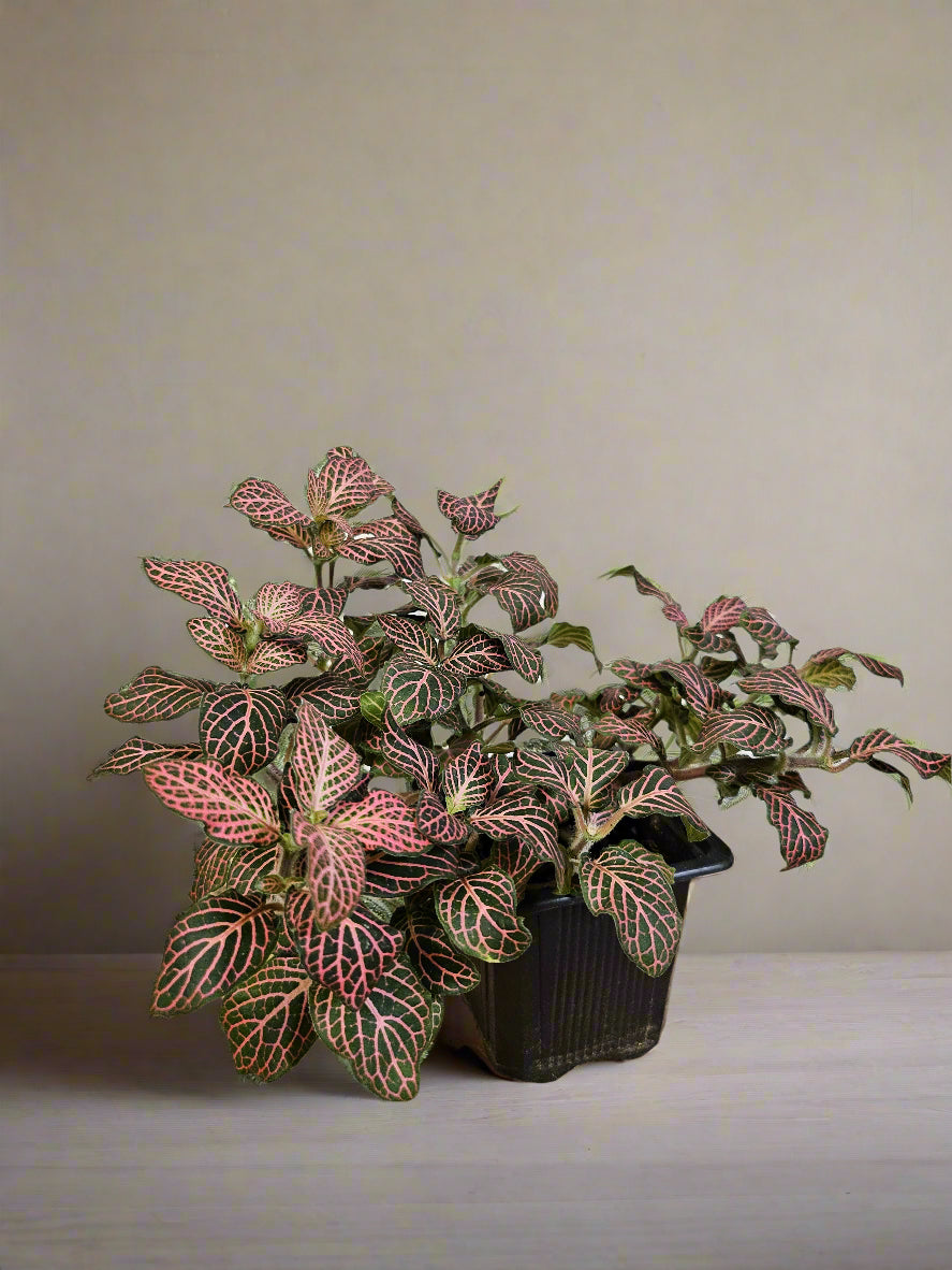 The Nerve Plant (Fittonia albivenis) varieties, features striking veined foliage perfect for terrariums or small spaces. It thrives in bright, indirect light, high humidity, and moist soil. Ideal for those seeking a medium-care plant, it adds vibrant texture and tropical charm to any room.
