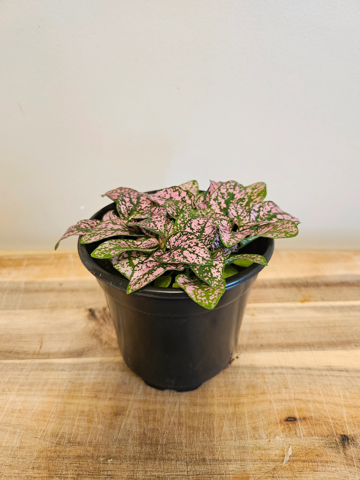 The Polka Dot Plant adds playful charm with its speckled leaves in pink, red, or white—perfect for desks, terrariums, and bright indoor spots.