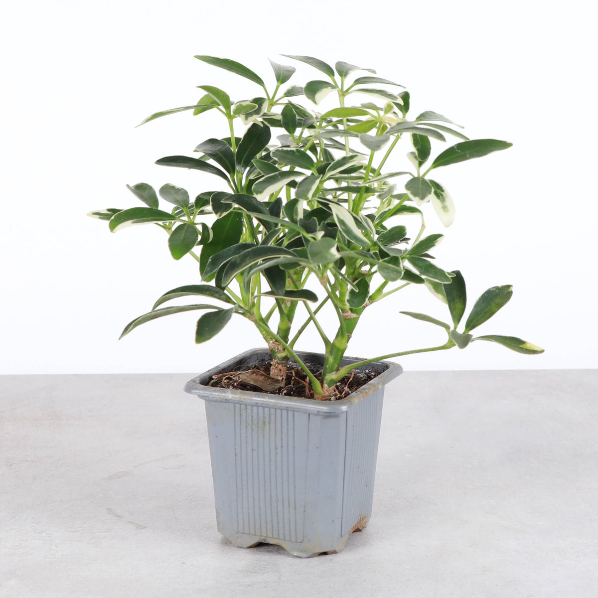 Variegated Schefflera Arboricola 4" Live Plant