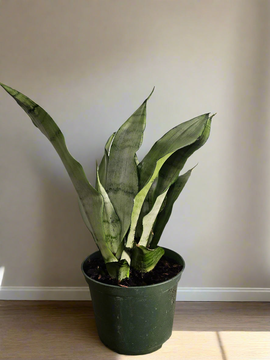 The Moonshine Snake Plant features silvery-green leaves and sleek form. Low-maintenance, air-purifying, and perfect for modern, minimalist spaces.