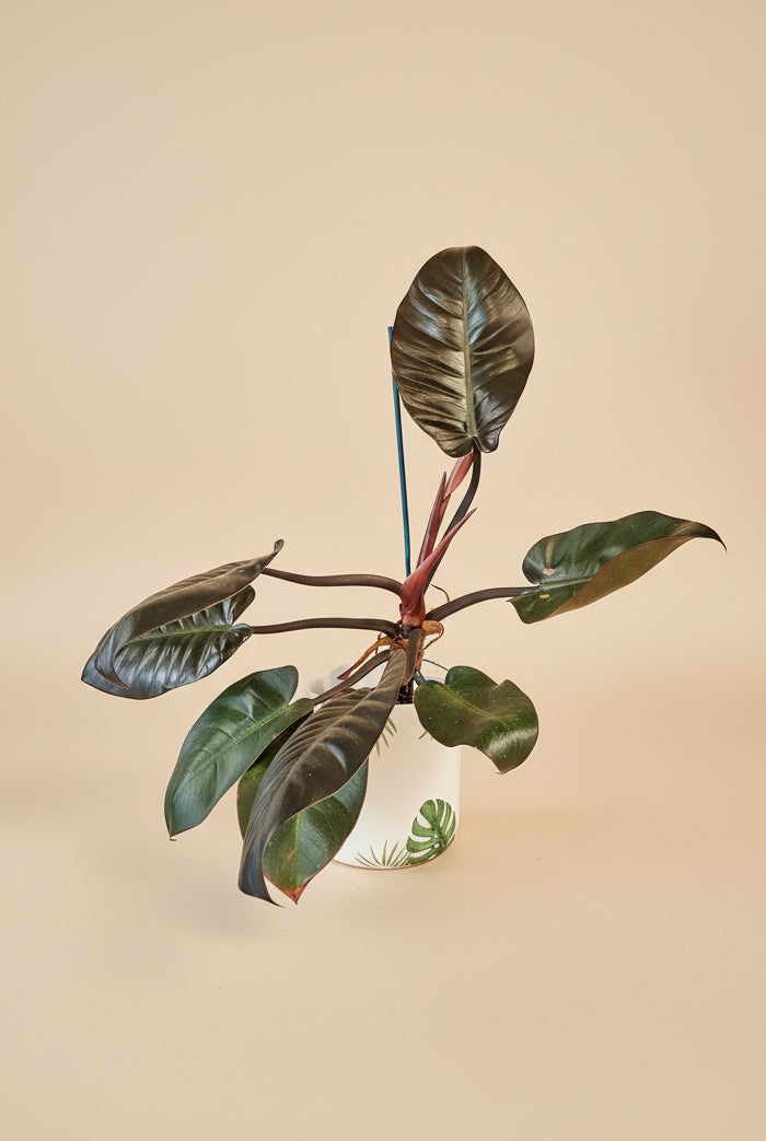 Philodendron 'Black Cardinal' Rare Plant (Philodendron erubescens) – Jungle  Relics