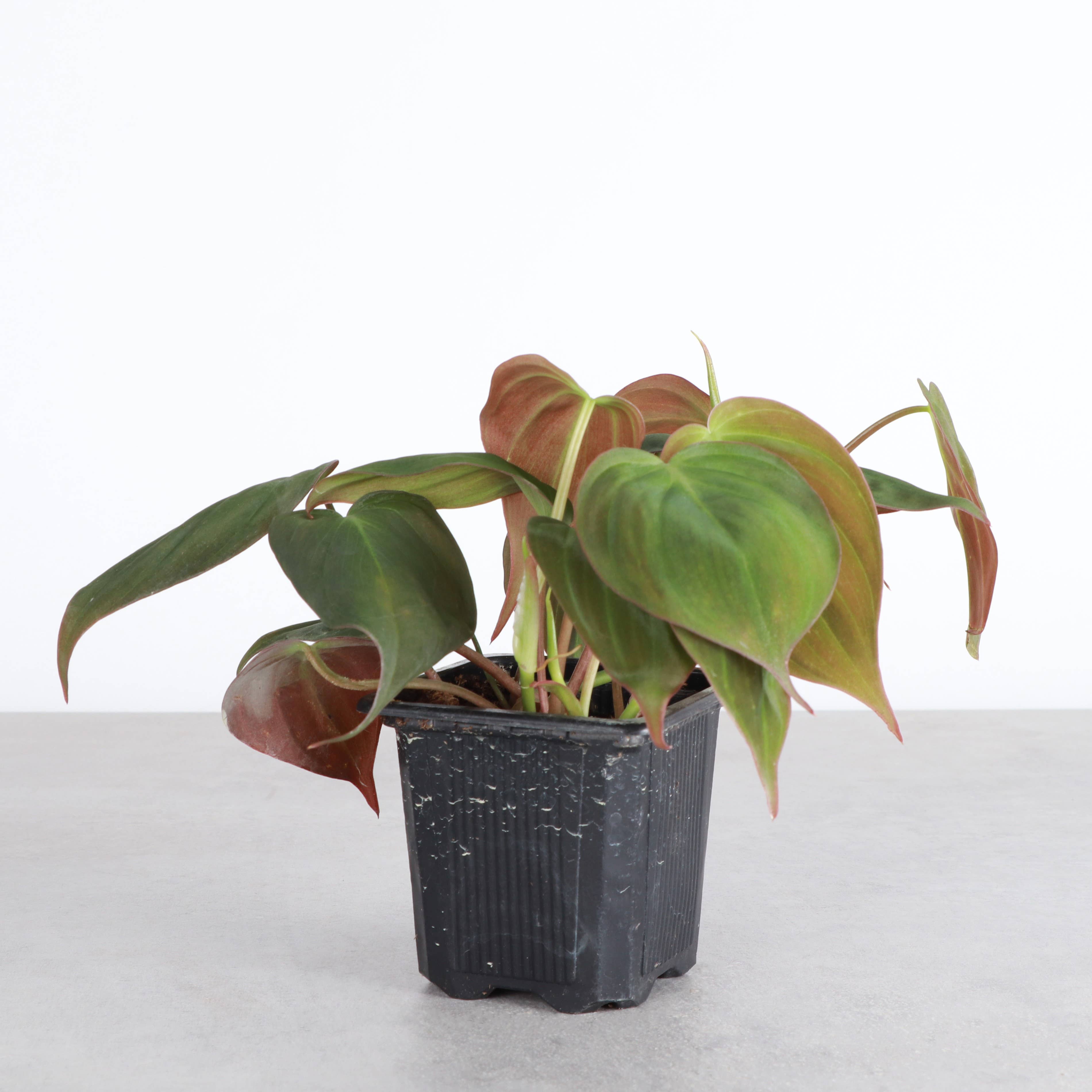 Philodendron Micans 4" Plant (Philodendron hederaceum ‘Micans’)