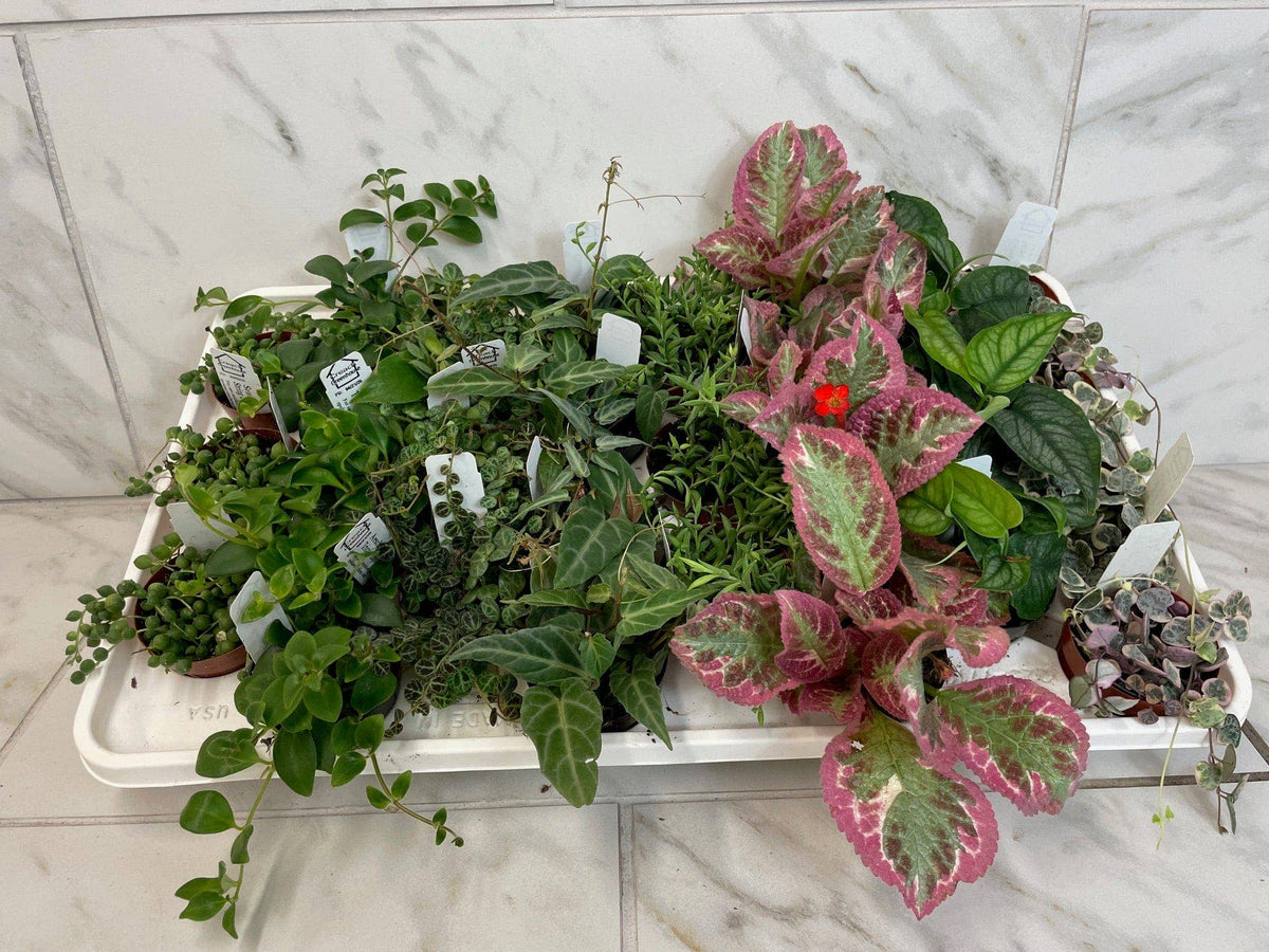 The Plant Farm - Full Flat of Premium Plants in 2" Grower Pot -28 Total Plants