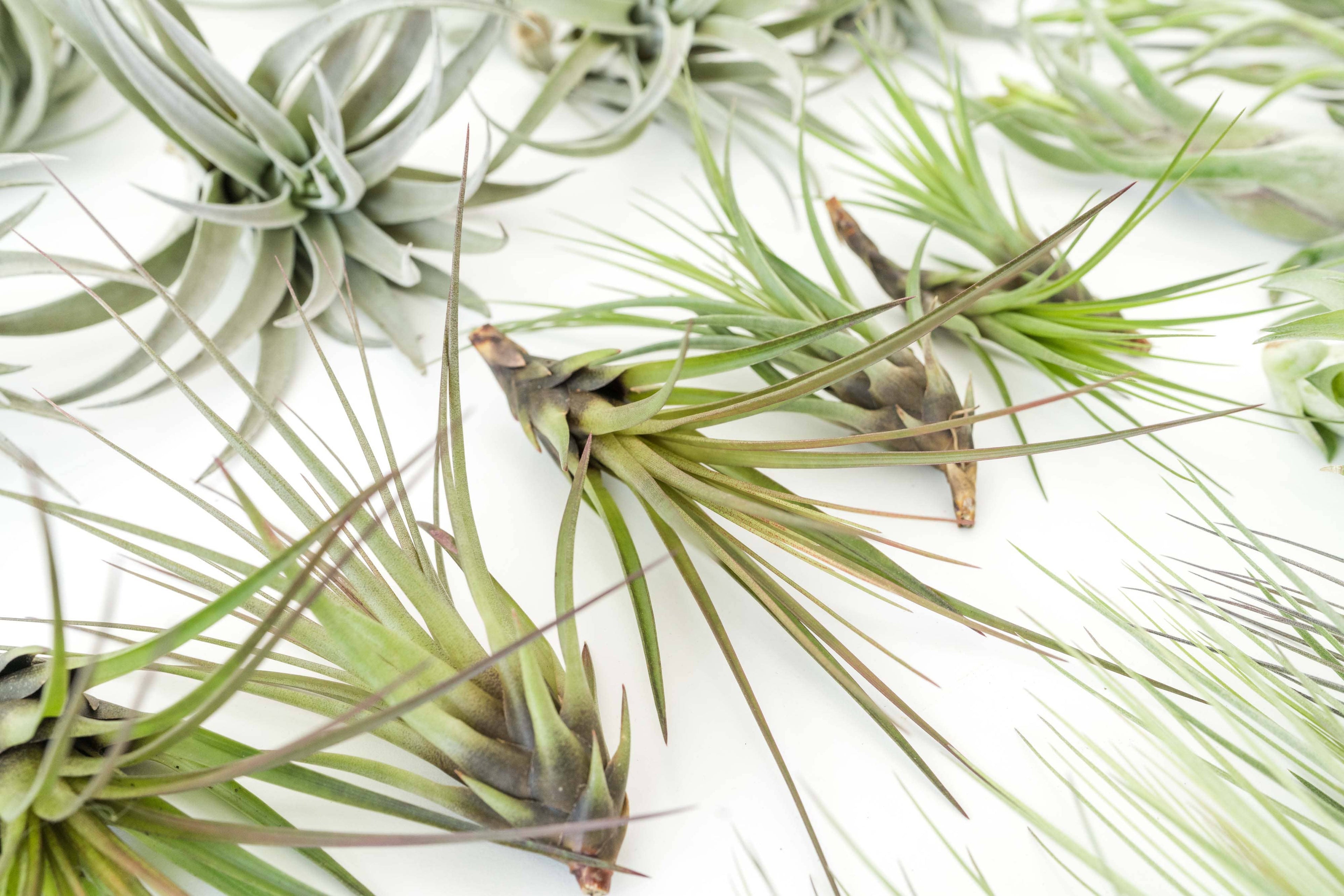 Juncea, Tillandsia Air Plants