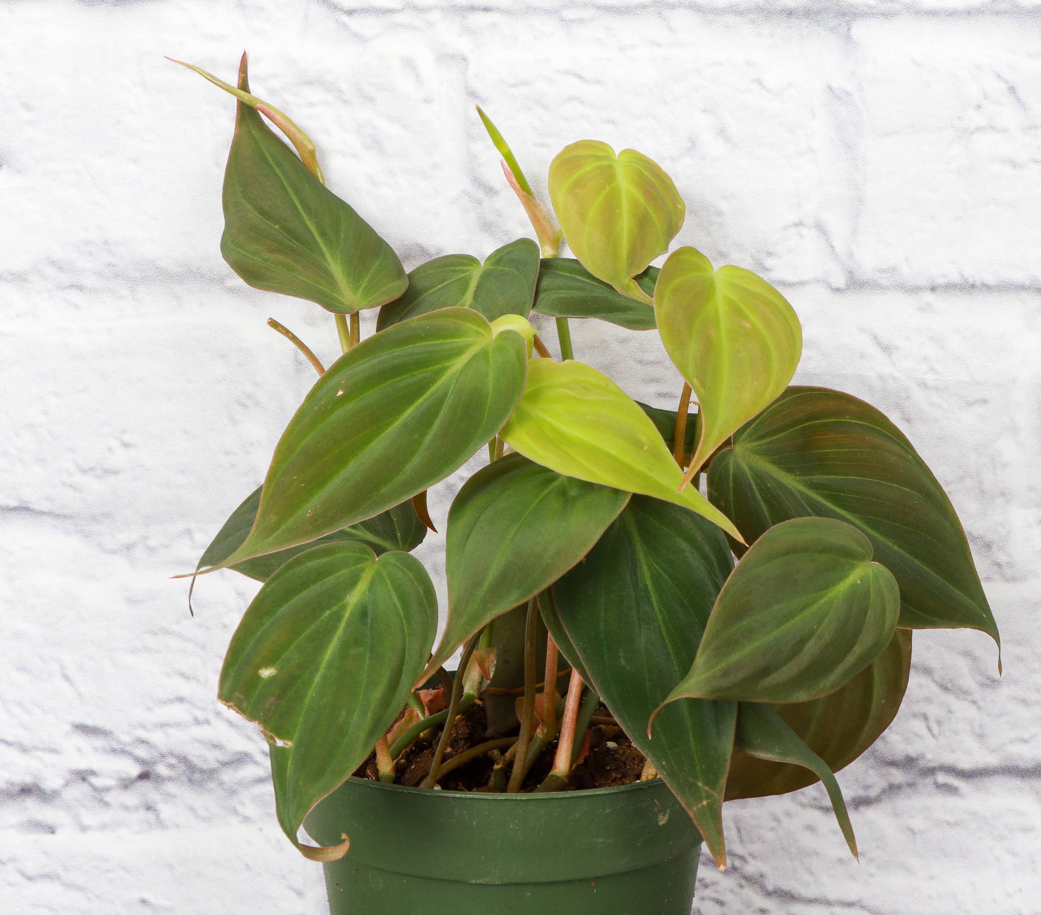 Philodendron Micans 4" Plant (Philodendron hederaceum ‘Micans’)
