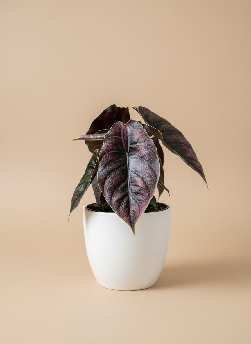 Alocasia ‘Azlanii’ is a rare jewel aroid with iridescent, color-shifting leaves—perfect for collectors seeking a compact, exotic houseplant with dramatic appeal.