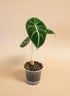 Striking Alocasia Black Velvet with velvety dark leaves and silver veins. A rare, compact jewel perfect for collectors seeking bold elegance.