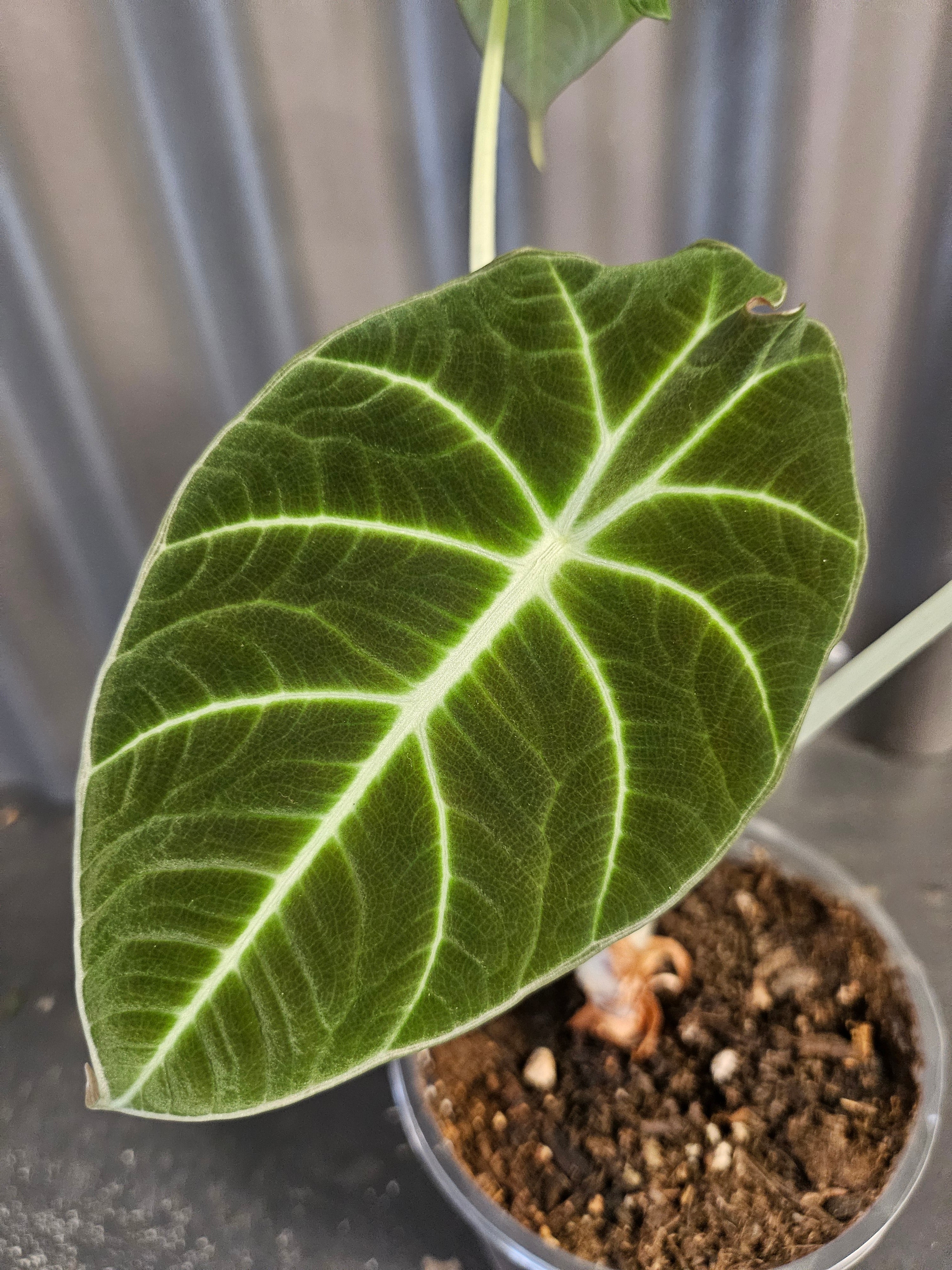 Striking Alocasia Black Velvet with velvety dark leaves and silver veins. A rare, compact jewel perfect for collectors seeking bold elegance.