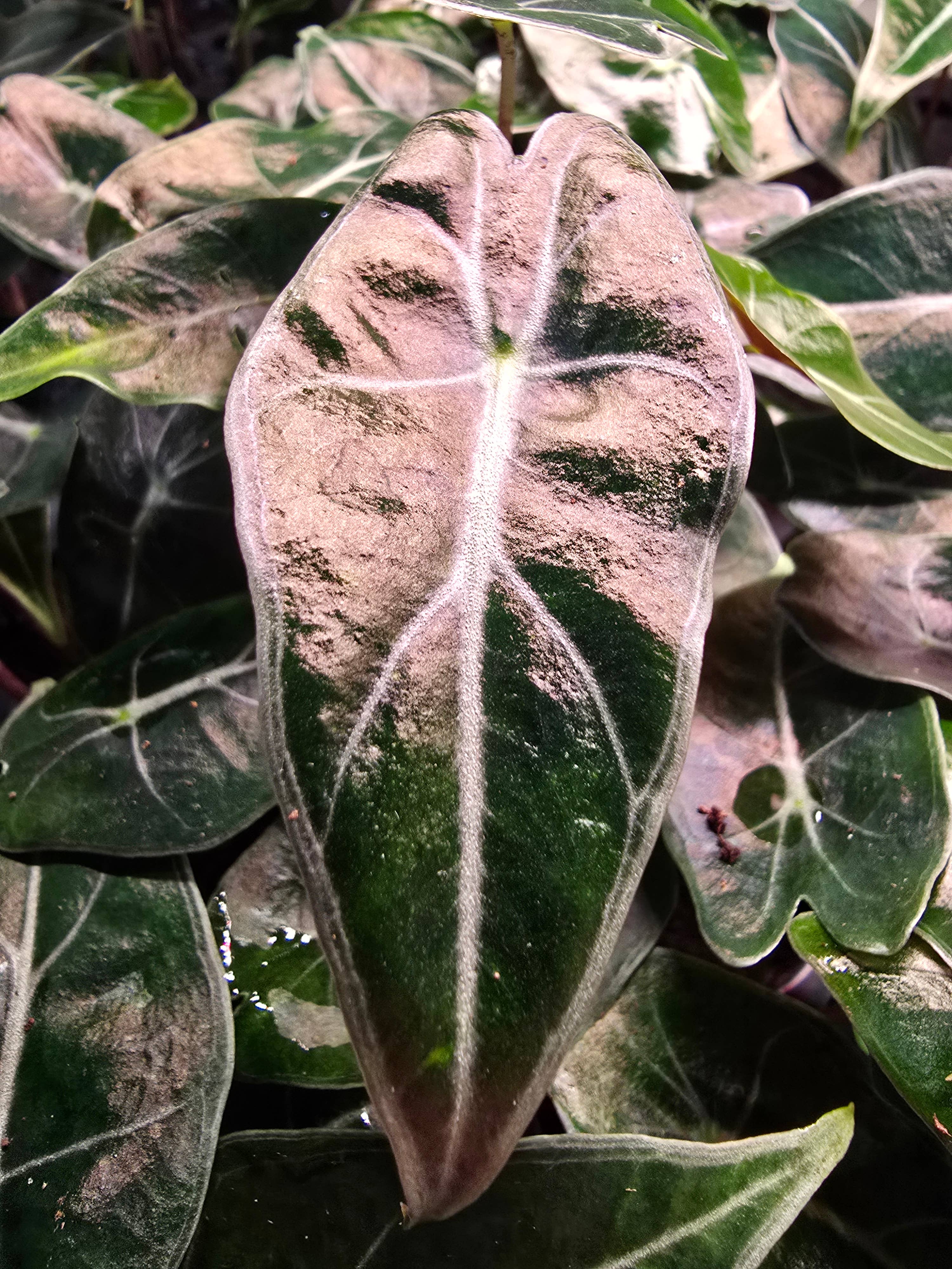 Alocasia Dragon’s Tooth features serrated, tooth-like leaves and bold veins. A dramatic tropical aroid that thrives in bright, indirect light and humidity.